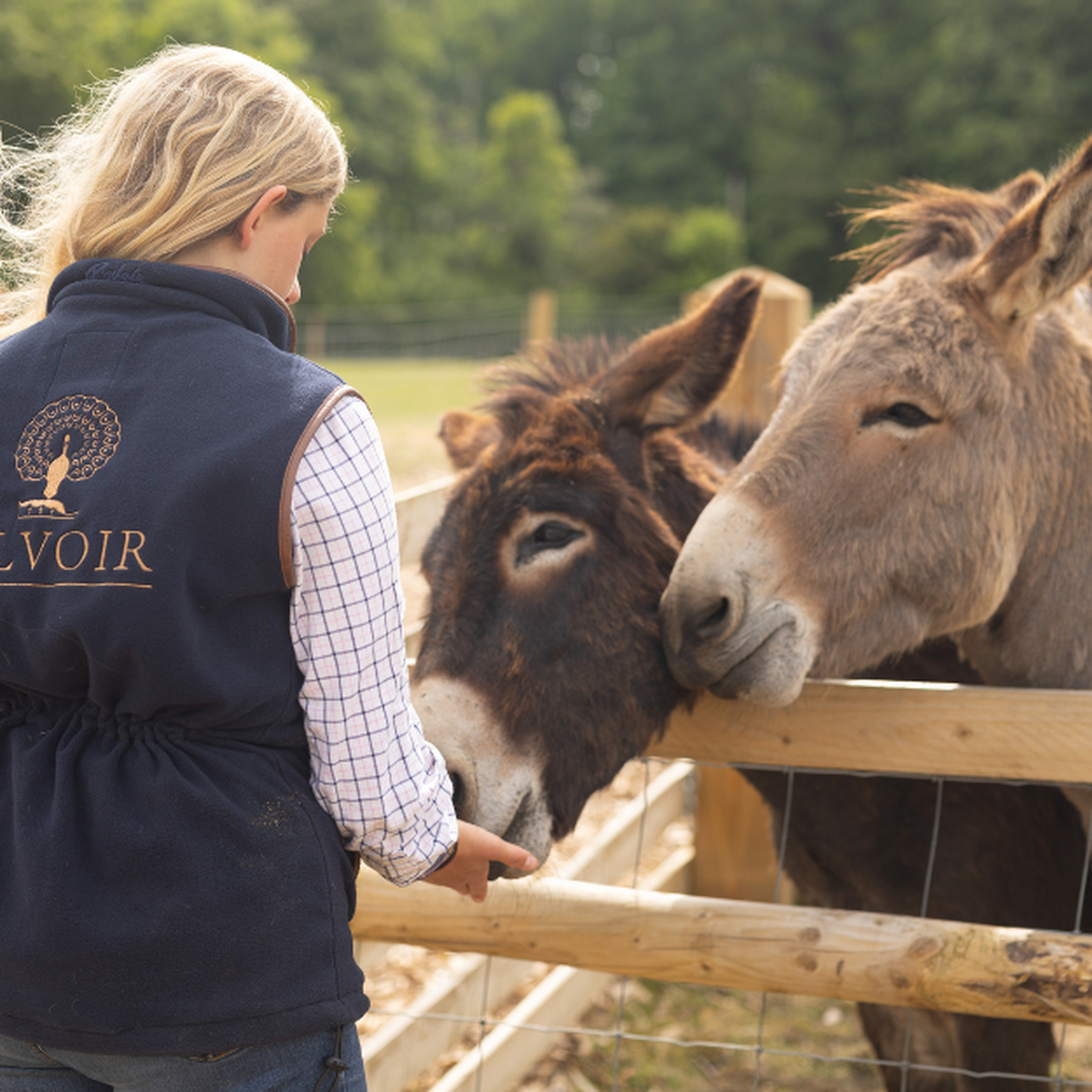 Belvoir Castle Donkeys