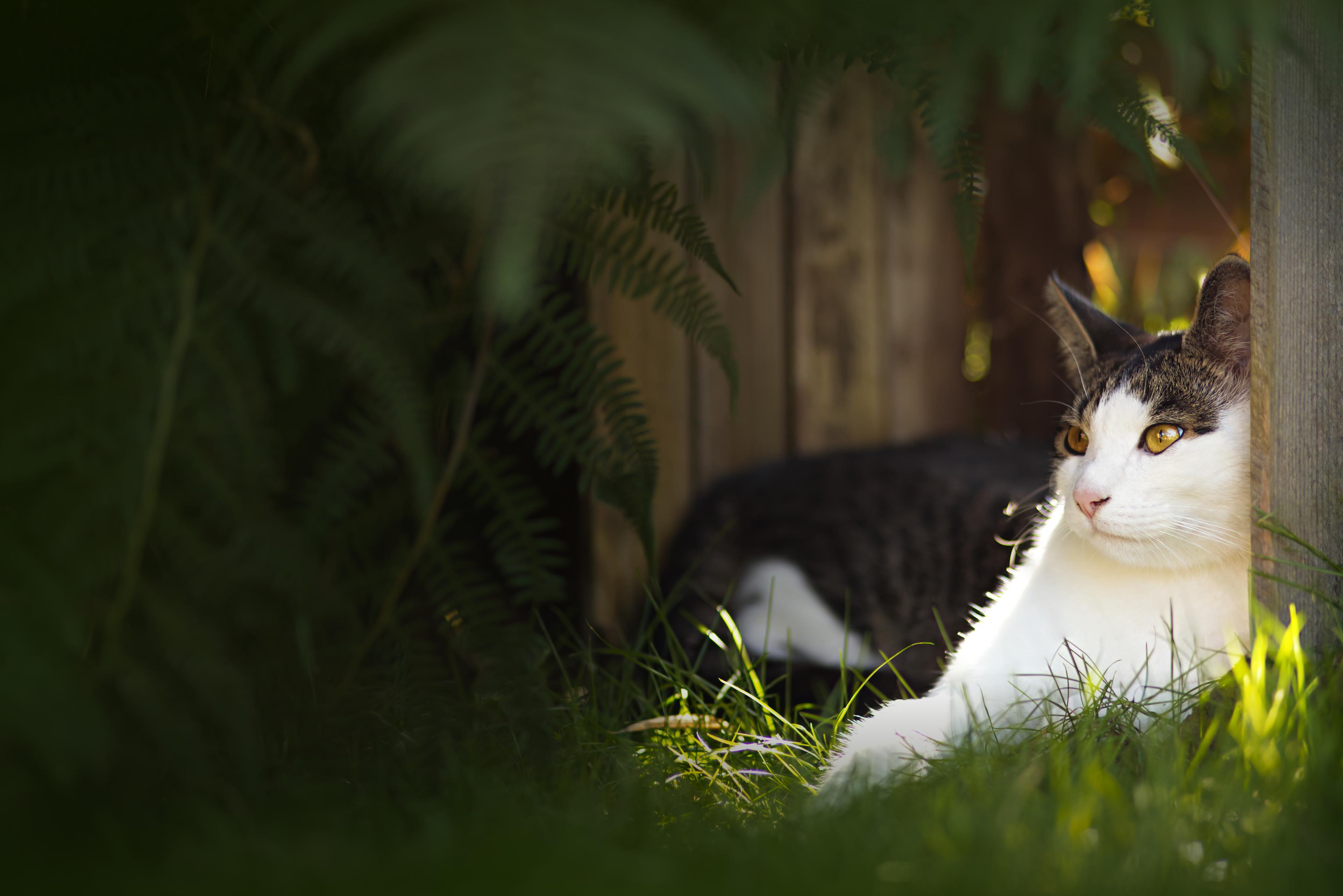 A white and gray cat lounges in a sunny garden, surrounded by lush greenery, gazing attentively into the distance.
