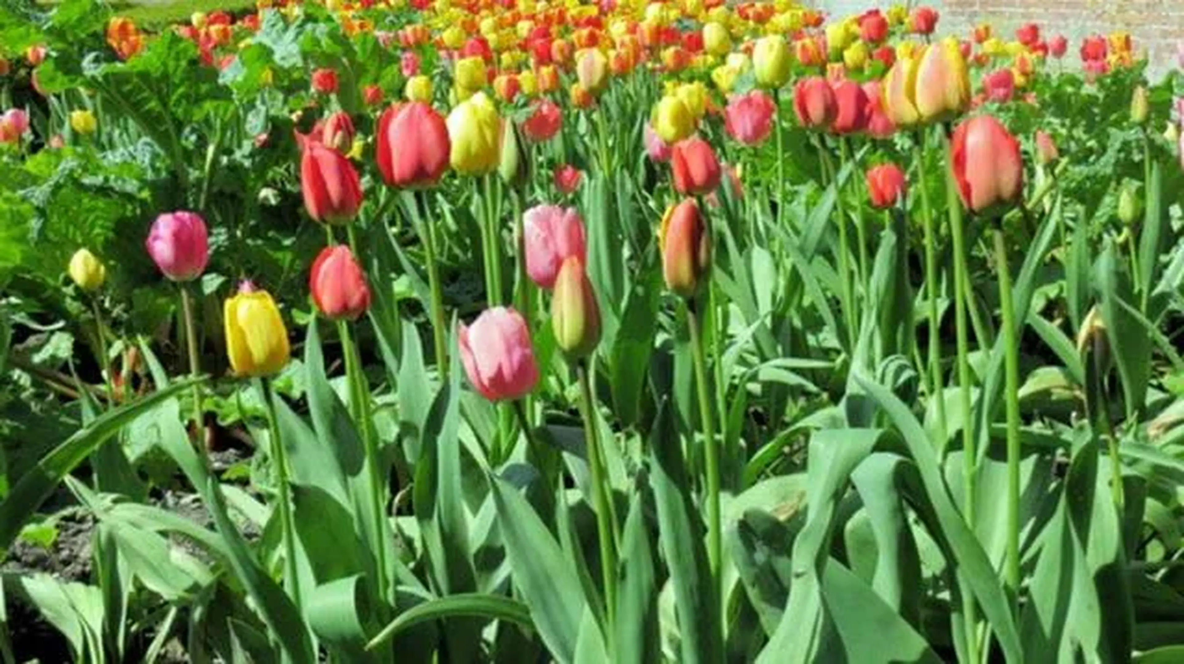 The UK's most beautiful gardens