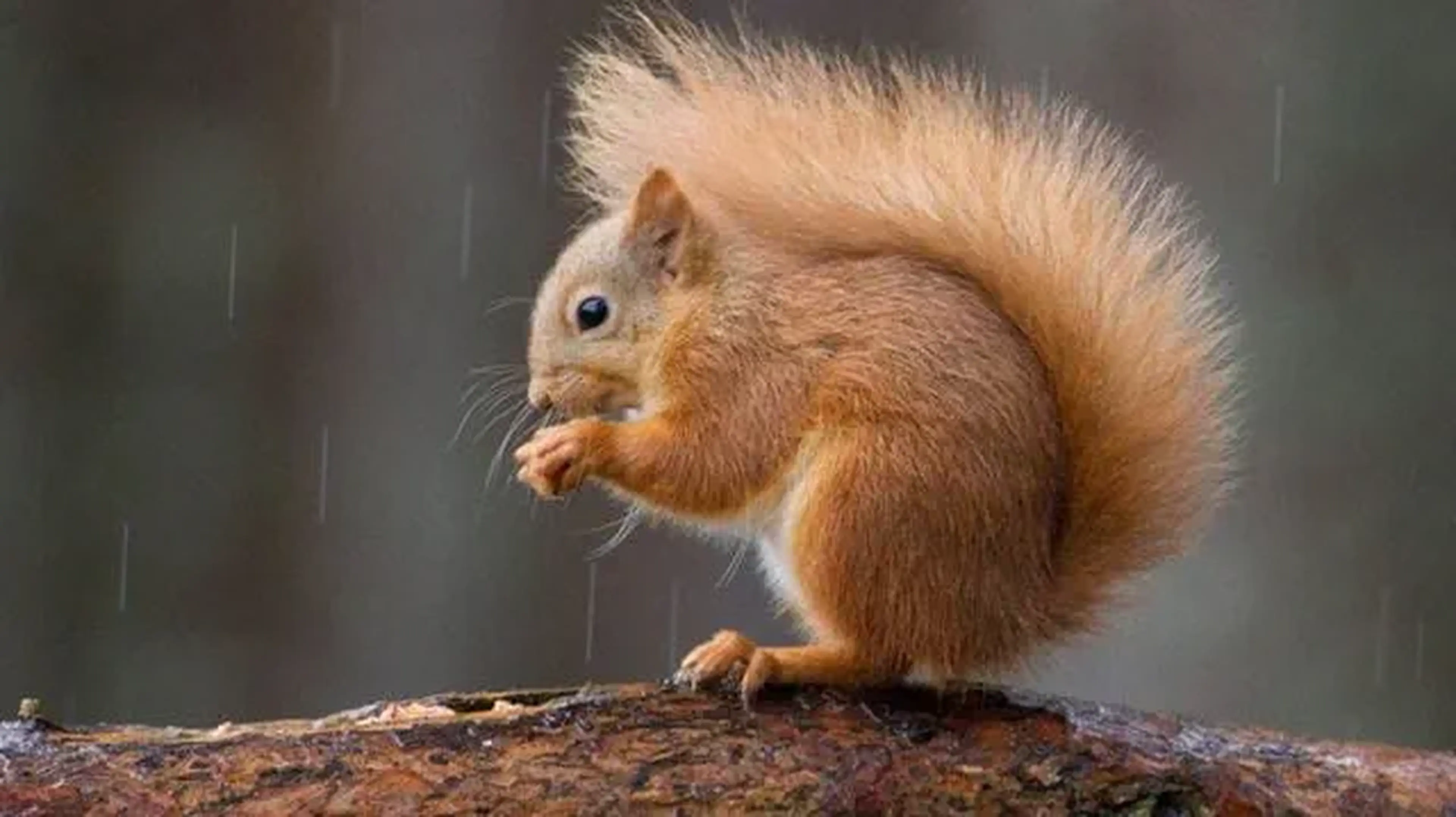 Could these be the UK's ultimate wildlife-watching spots?