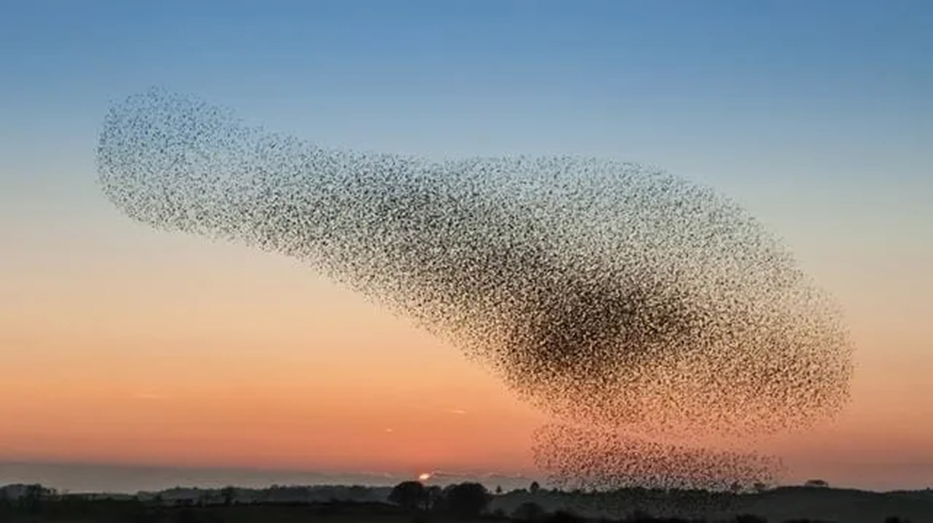 Winter wildlife spectacles and where to find them