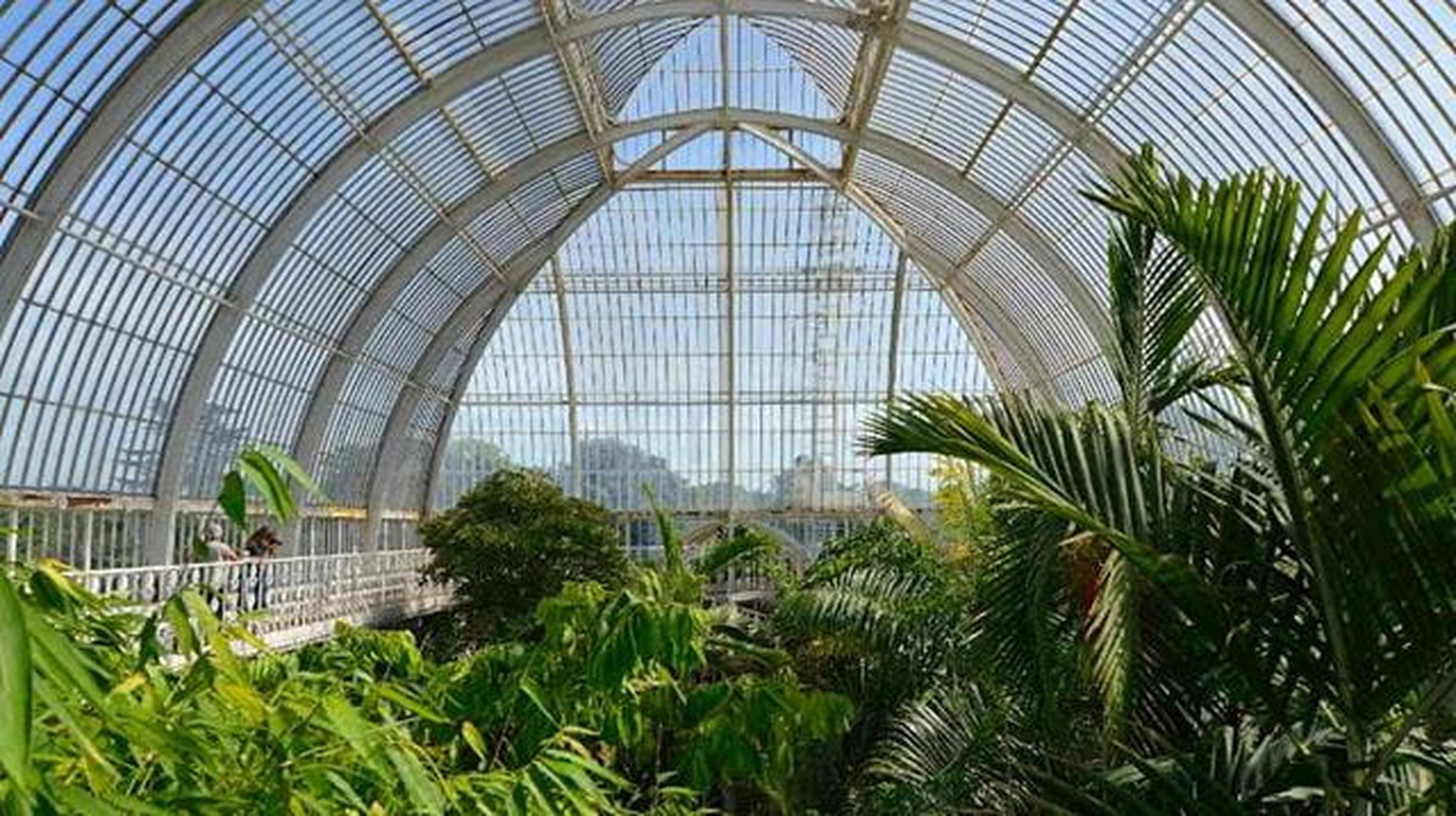 The 10 rarest plants you can see at Kew
