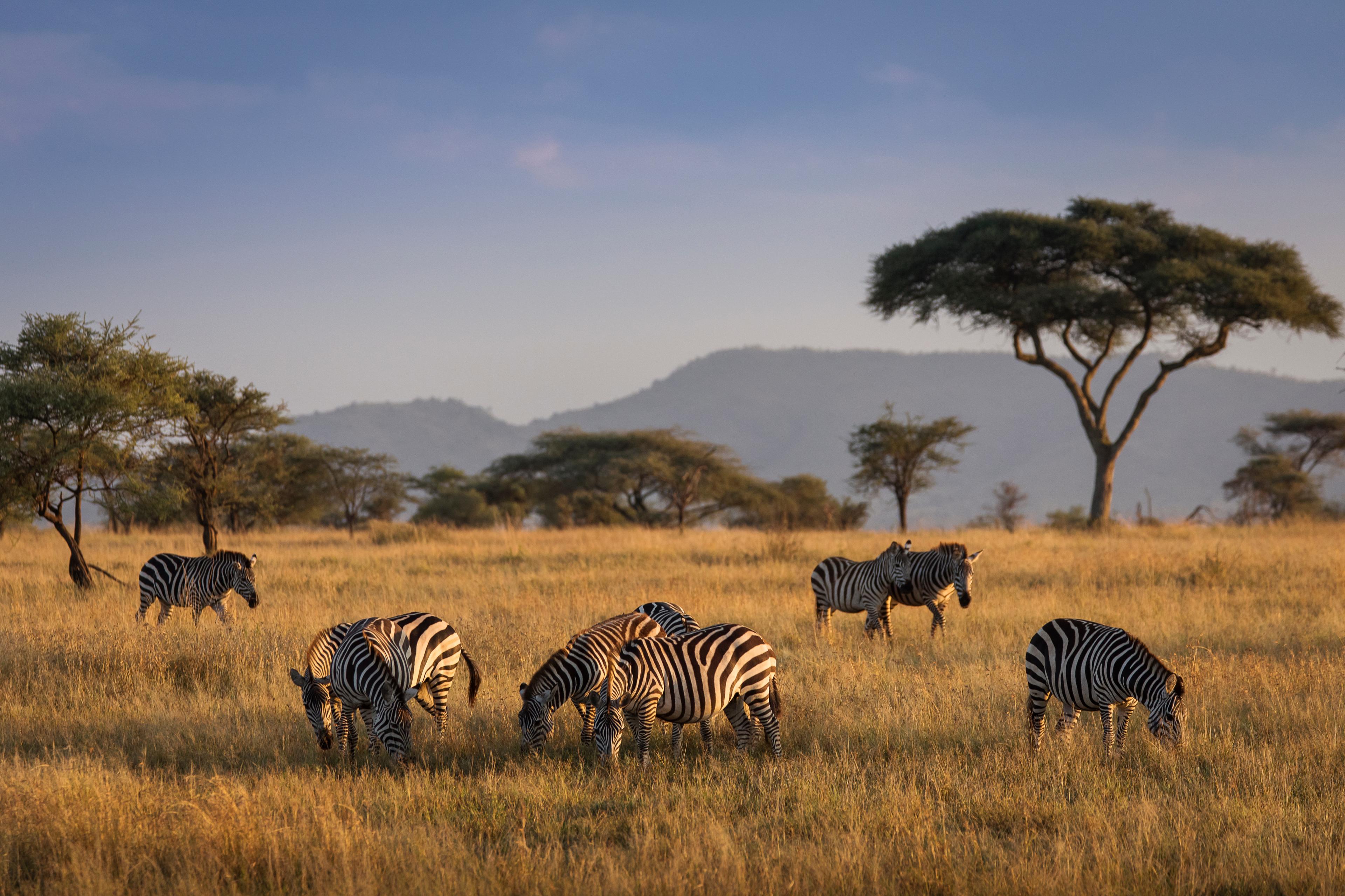 Under African Skies