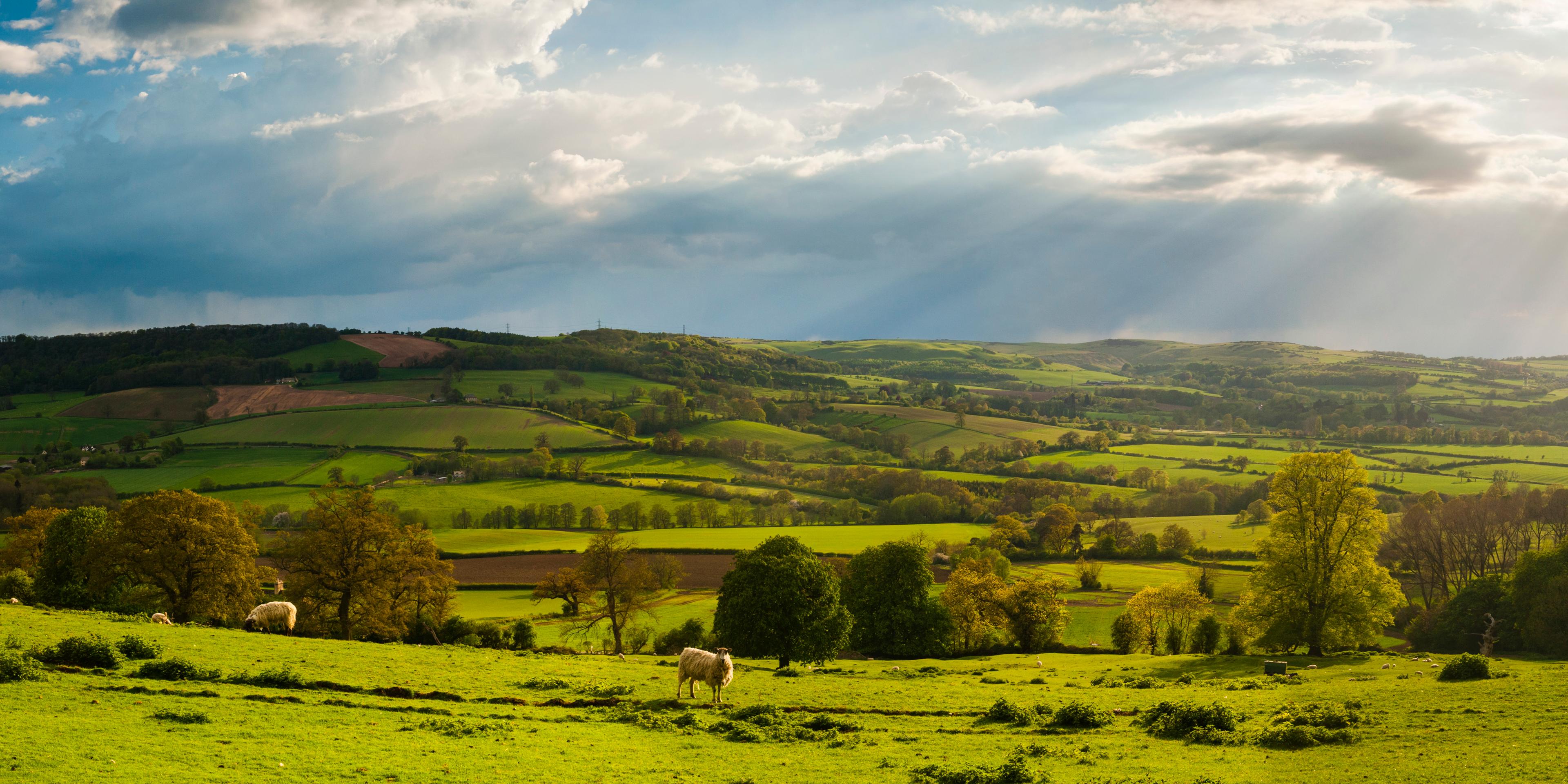 Cotswolds