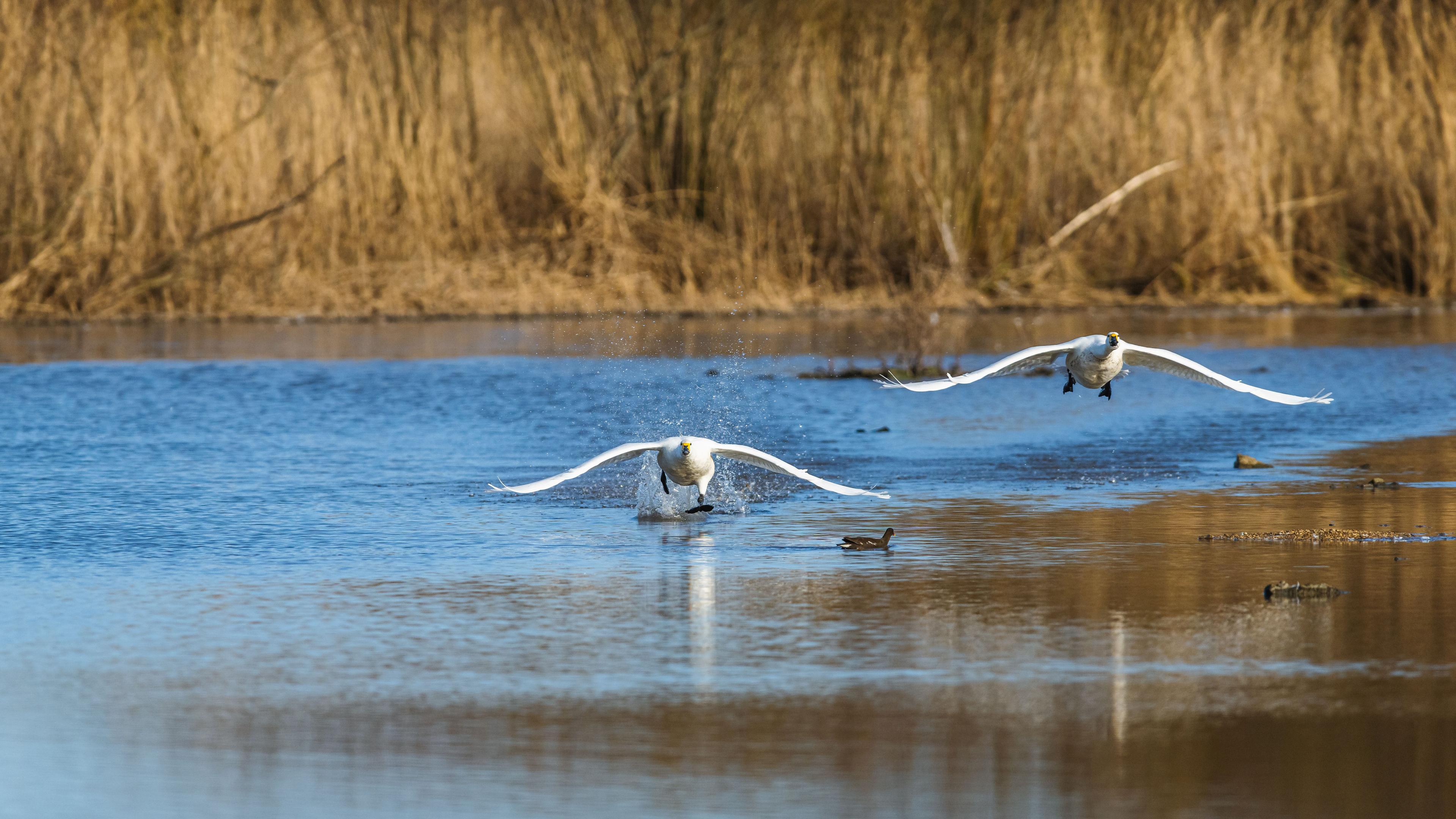Slimbridge Rally 2027