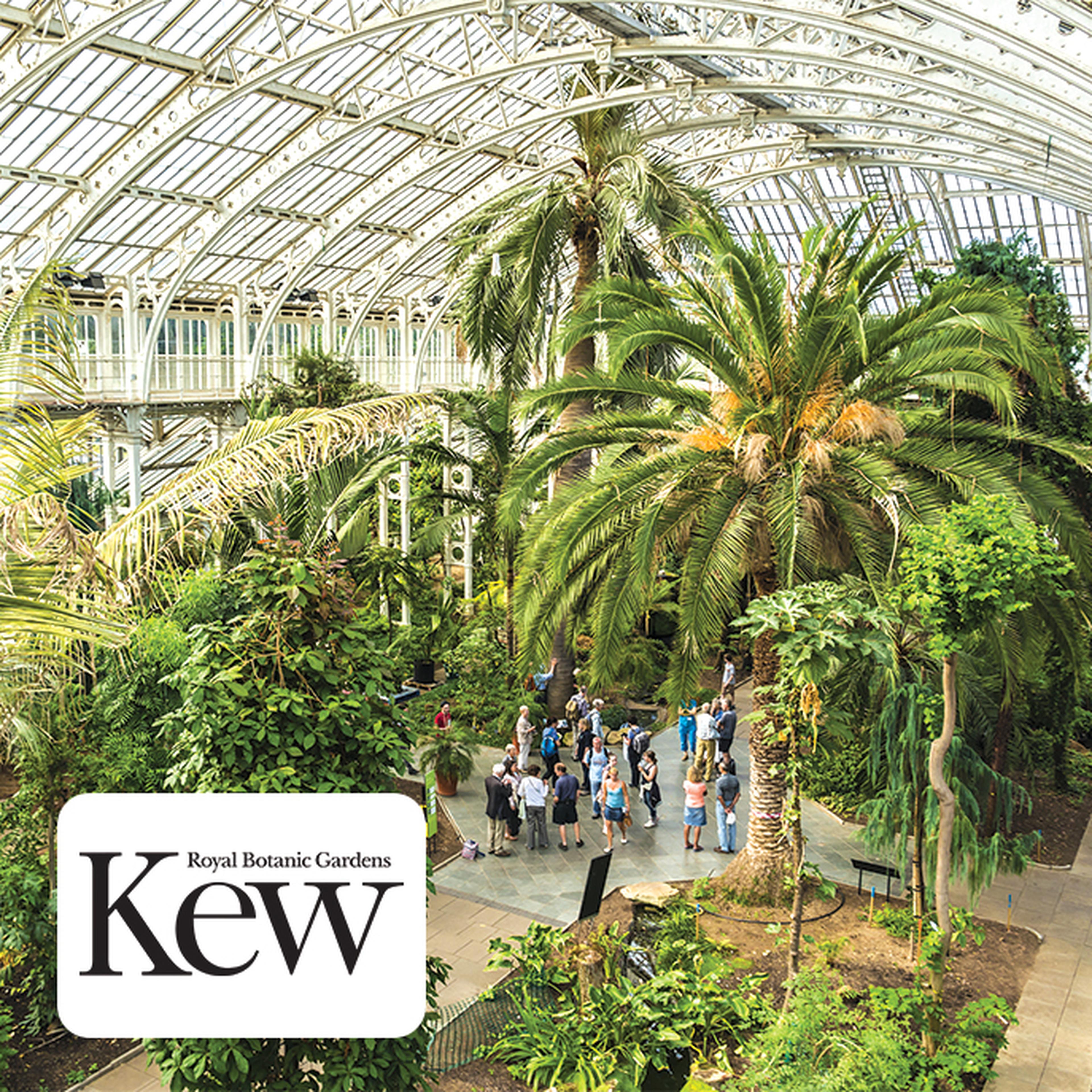 Interior of Kew Royal Botanic Gardens' Palm House with lush tropical plants, a glass ceiling, and visitors exploring the greenery.