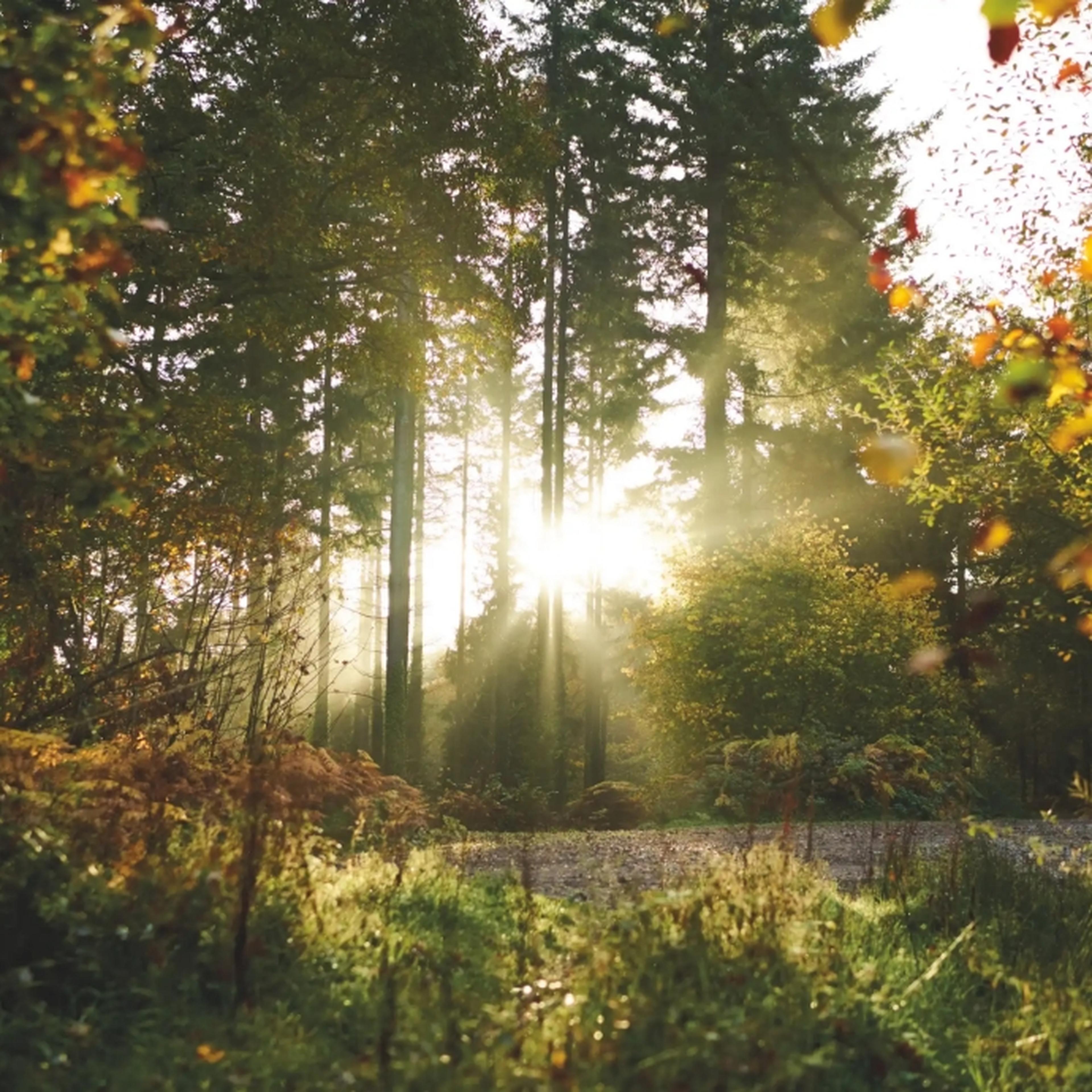 Sunlight through the trees at Whitemead Forest Park