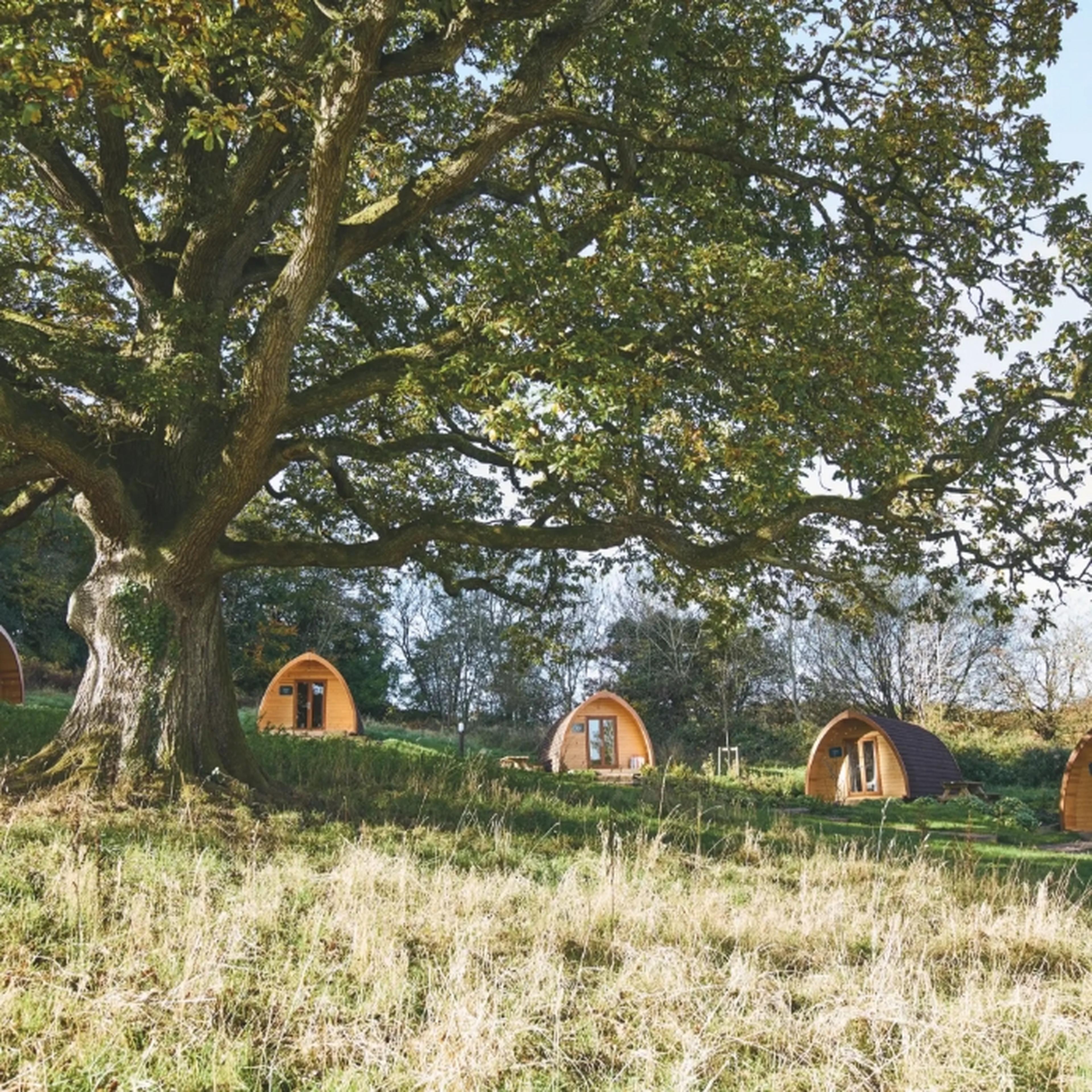 Glamping pods by large oak tree