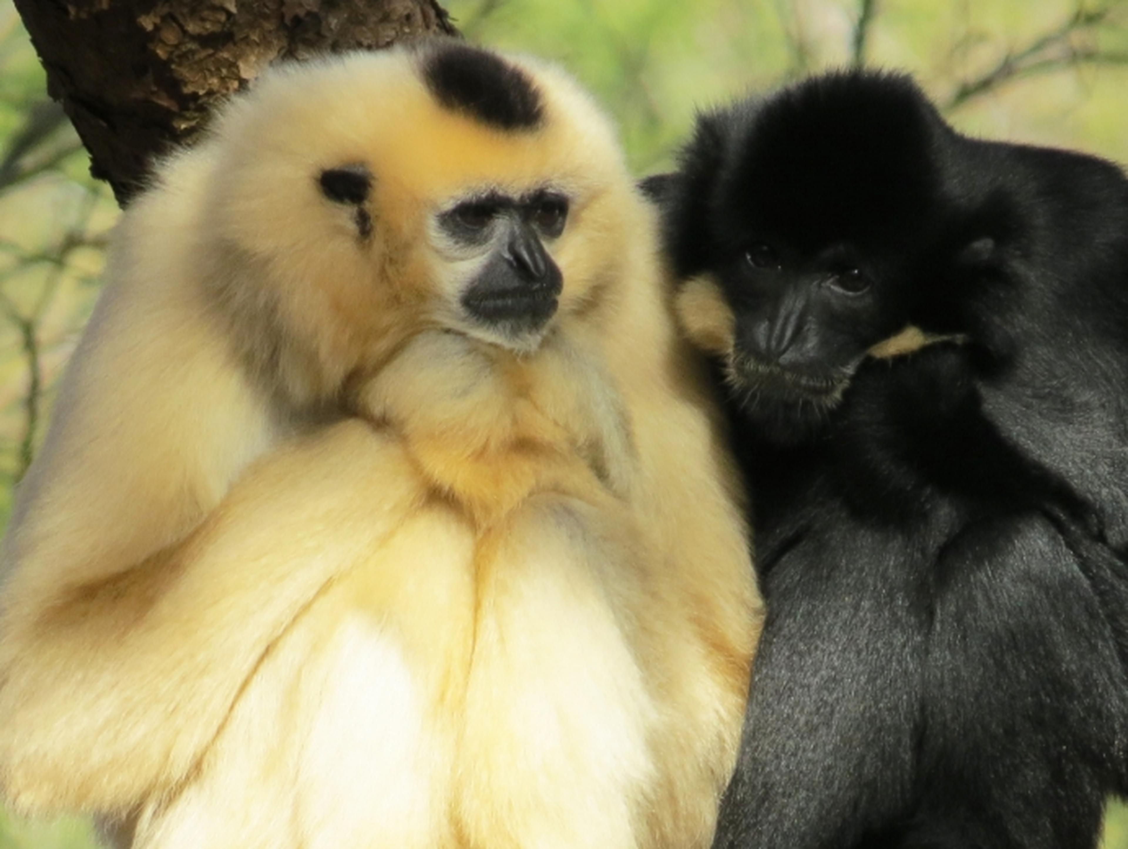 Monkey World