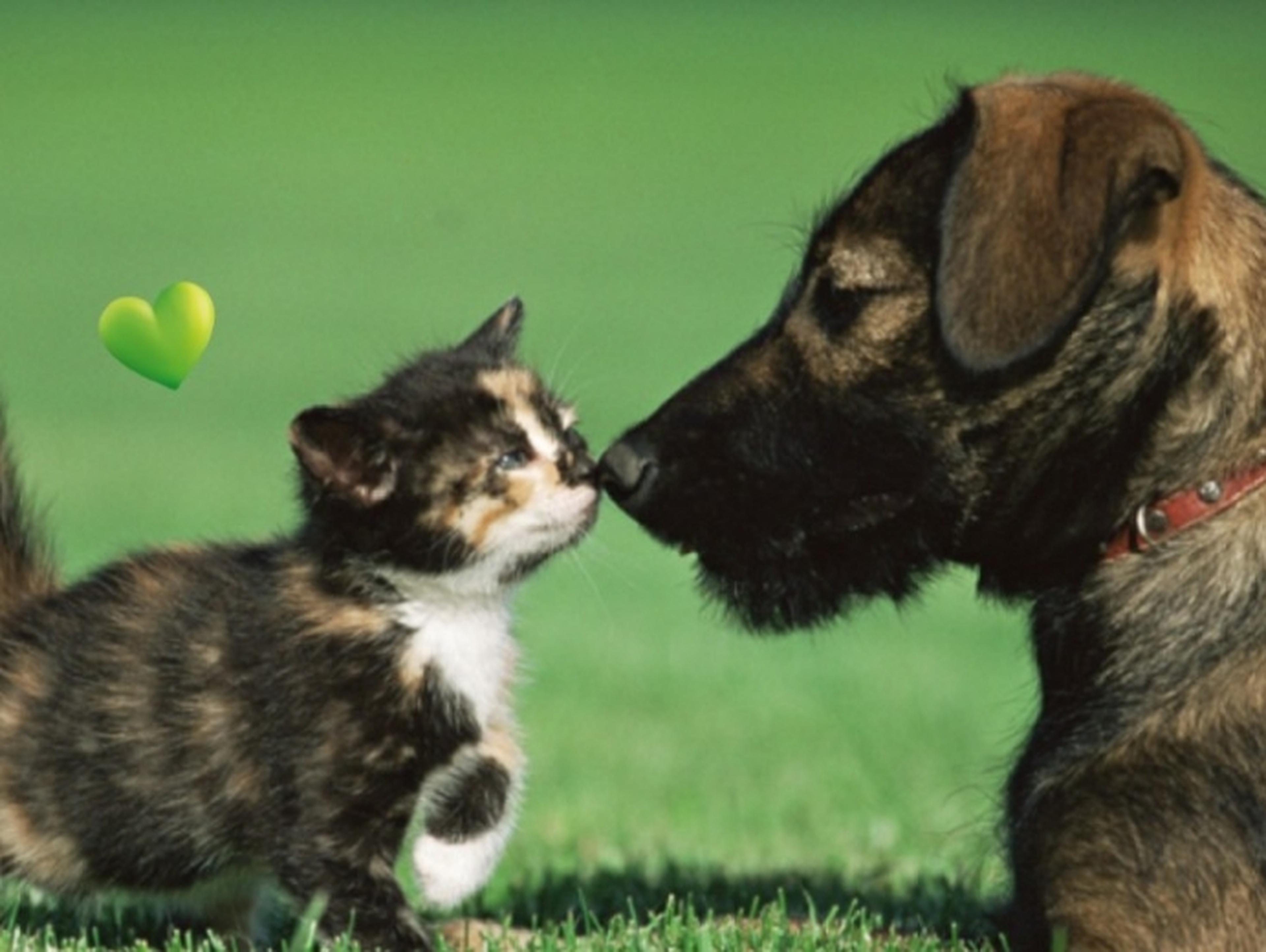 Cat and dog touching noses