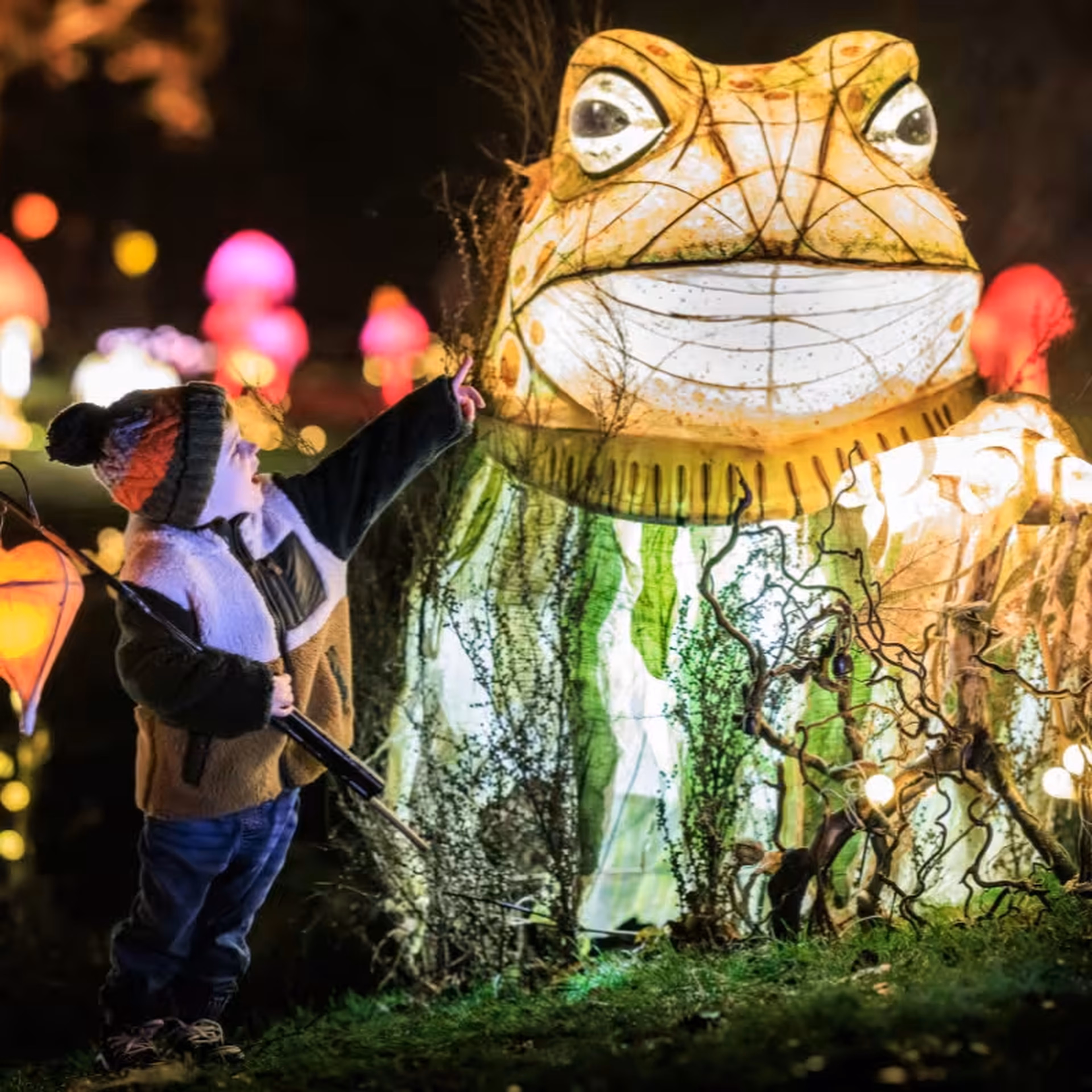 This photograph captures a child reaching toward a giant illuminated frog lantern during the Woodland Park Zoo WildLanterns event. The annual nighttime display transforms the zoo into a winter wonderland with whimsical animal and nature-inspired light sculptures.