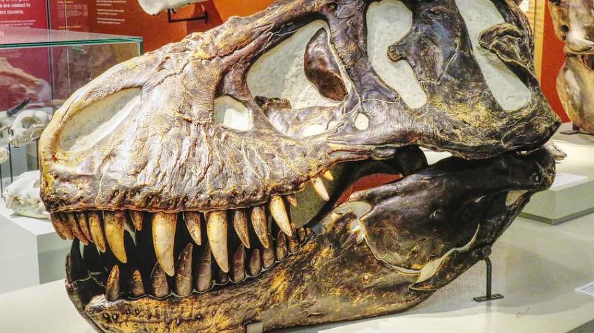 A close-up of a dinosaur skull displayed in a museum exhibition.