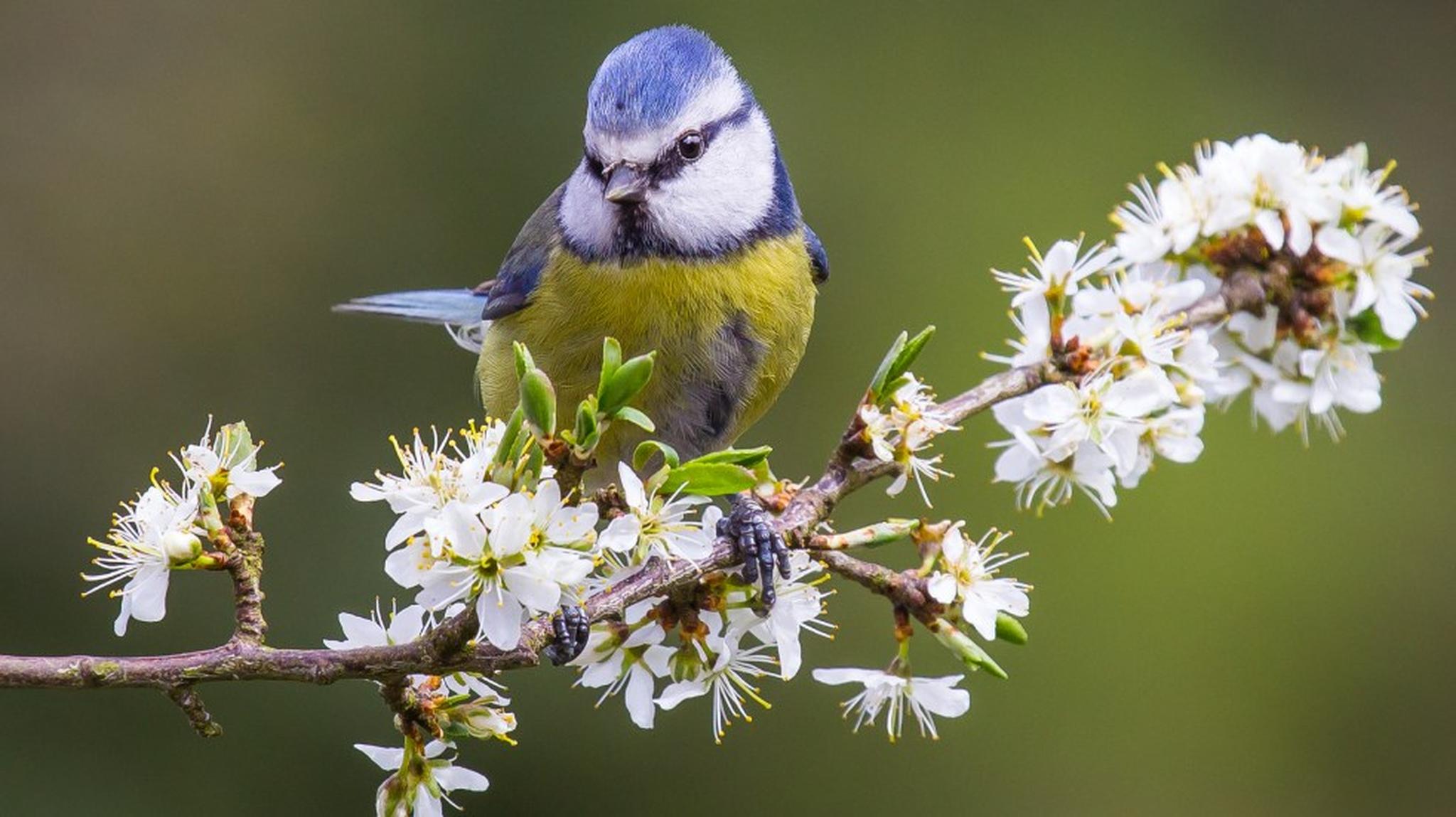 blue tit