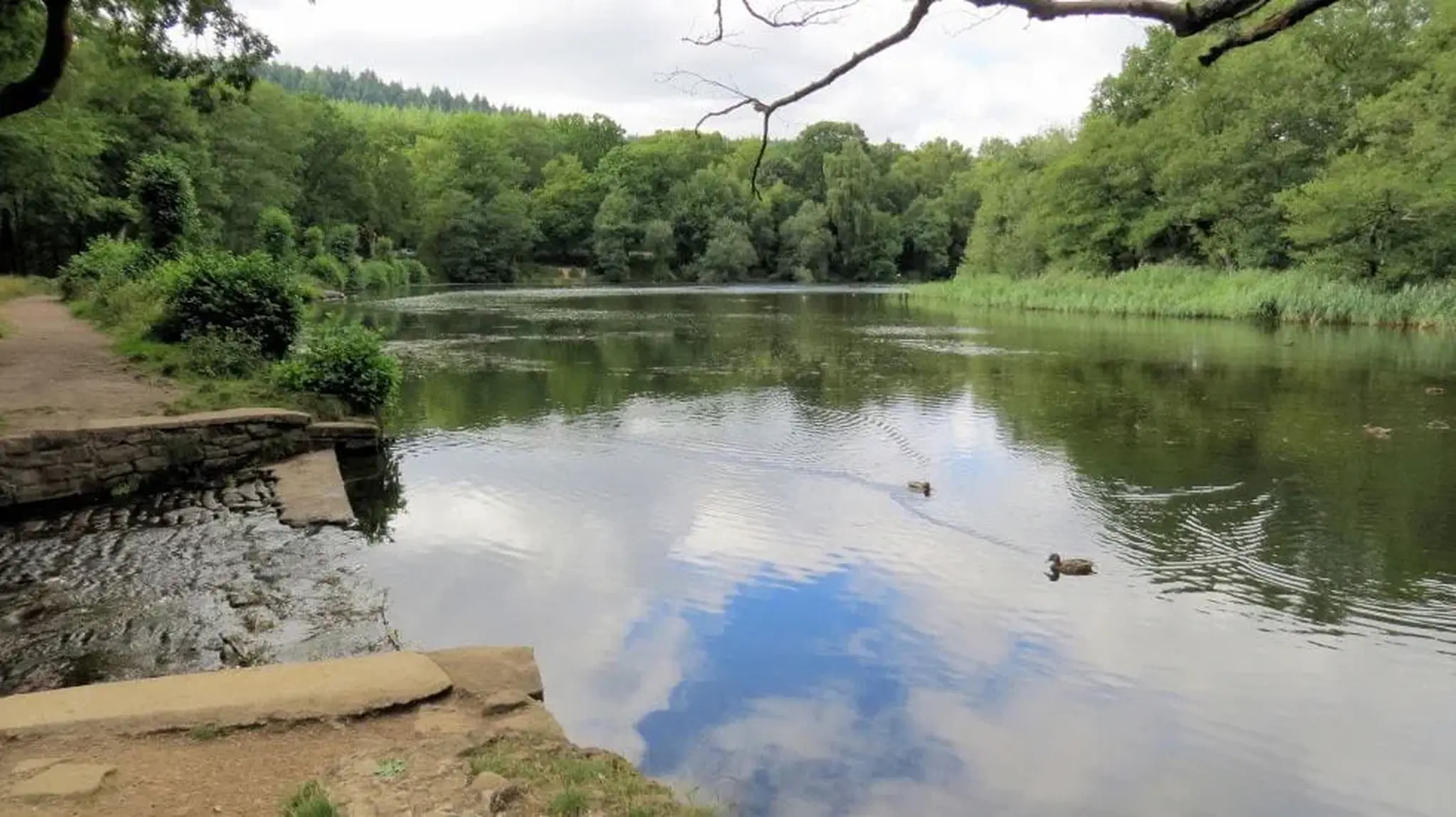 A tranquil lake surrounded by green trees, with ducks swimming