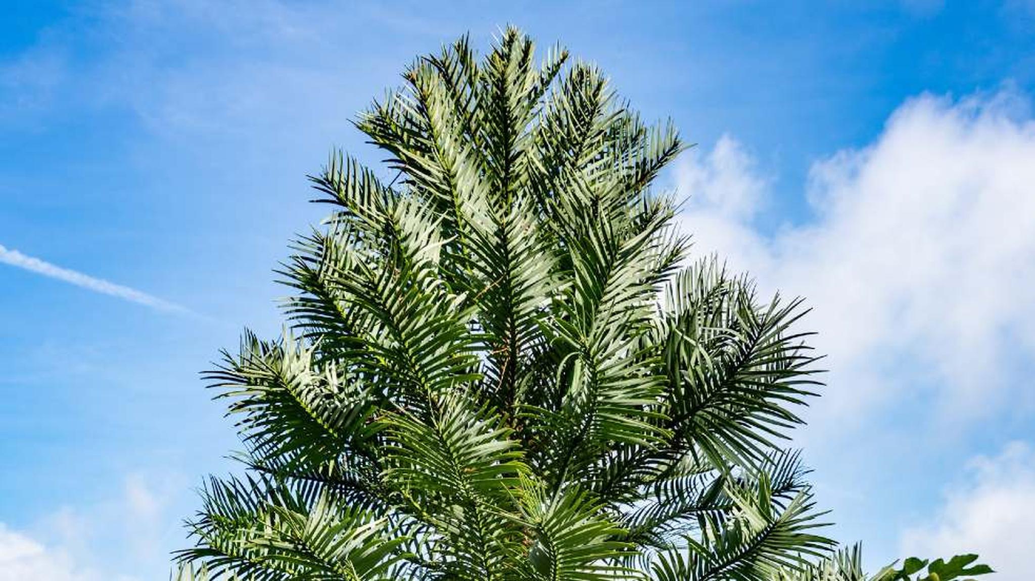 A tall palm tree with lush green fronds