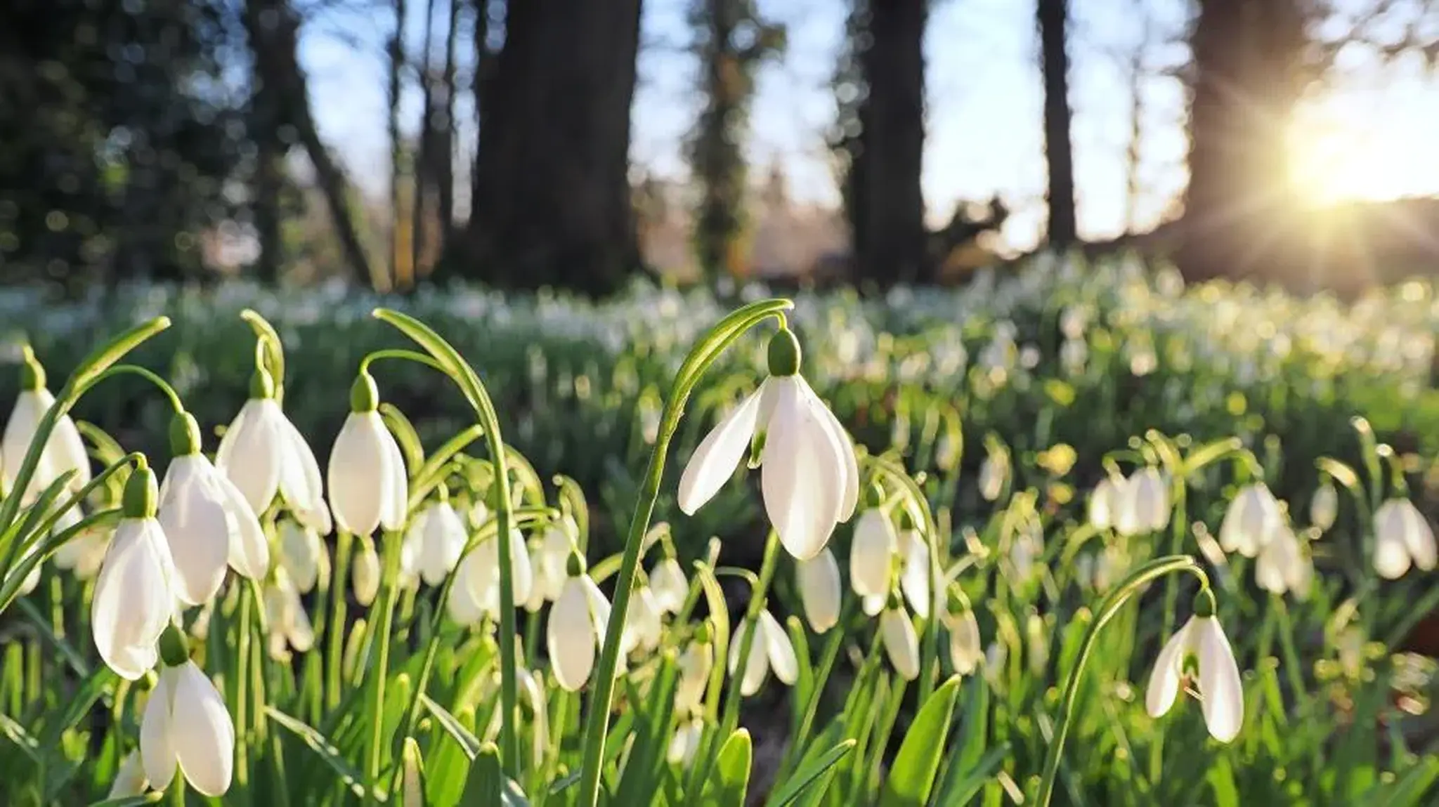 Field of blooming snowdrops in a sunlit forest