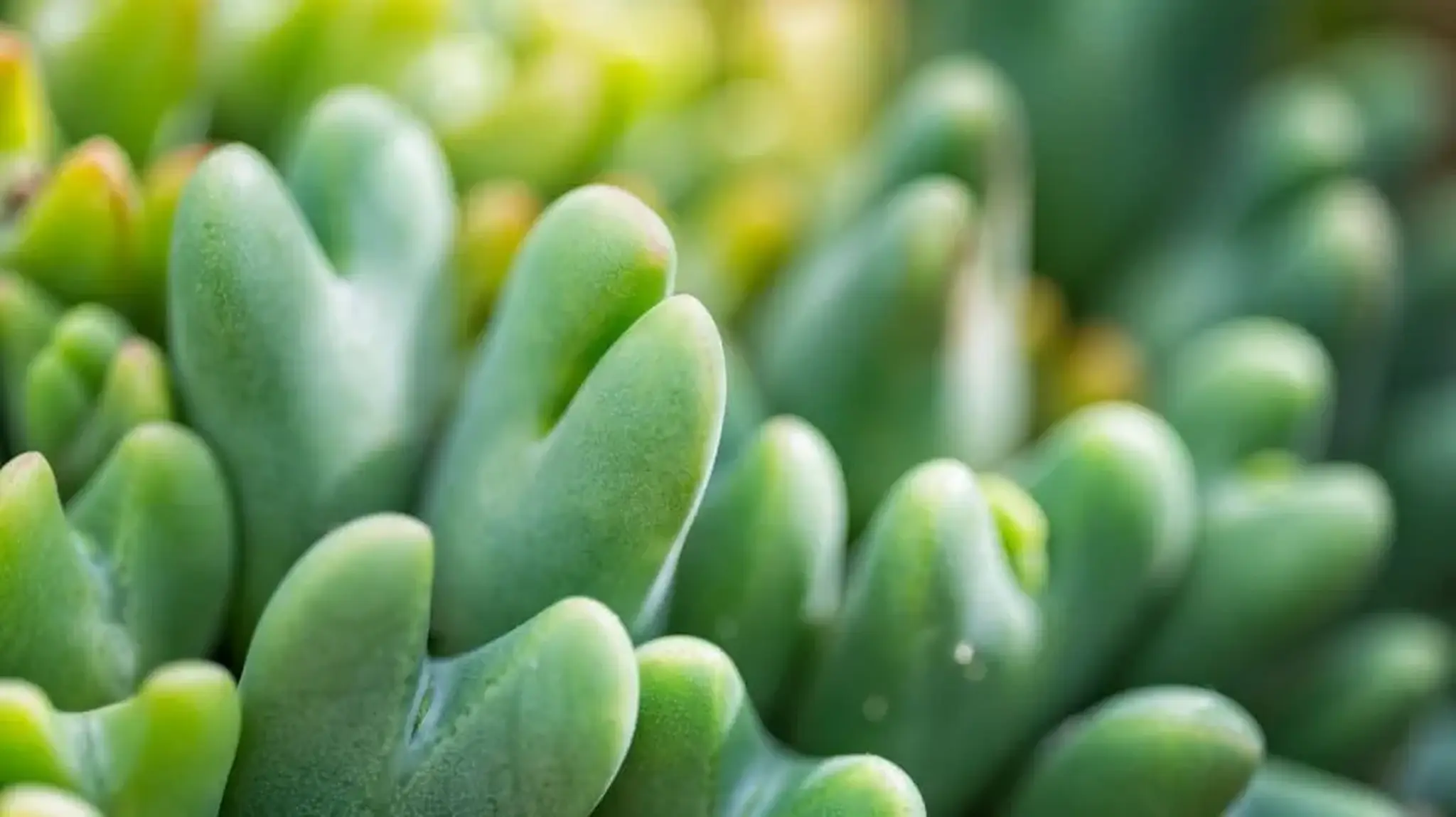 Close-up of Conophytum bilobum (Two-lobed Stone Plant)
