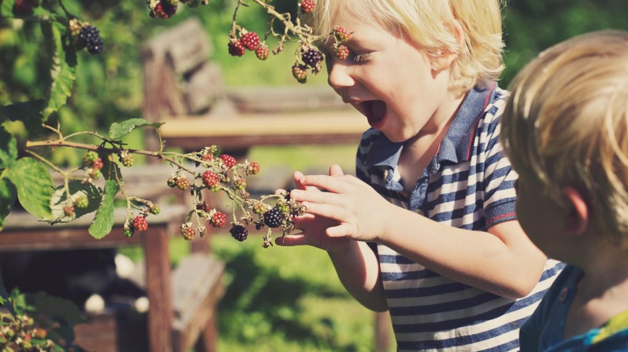 Two young children excitedly pick blackberries from a bush