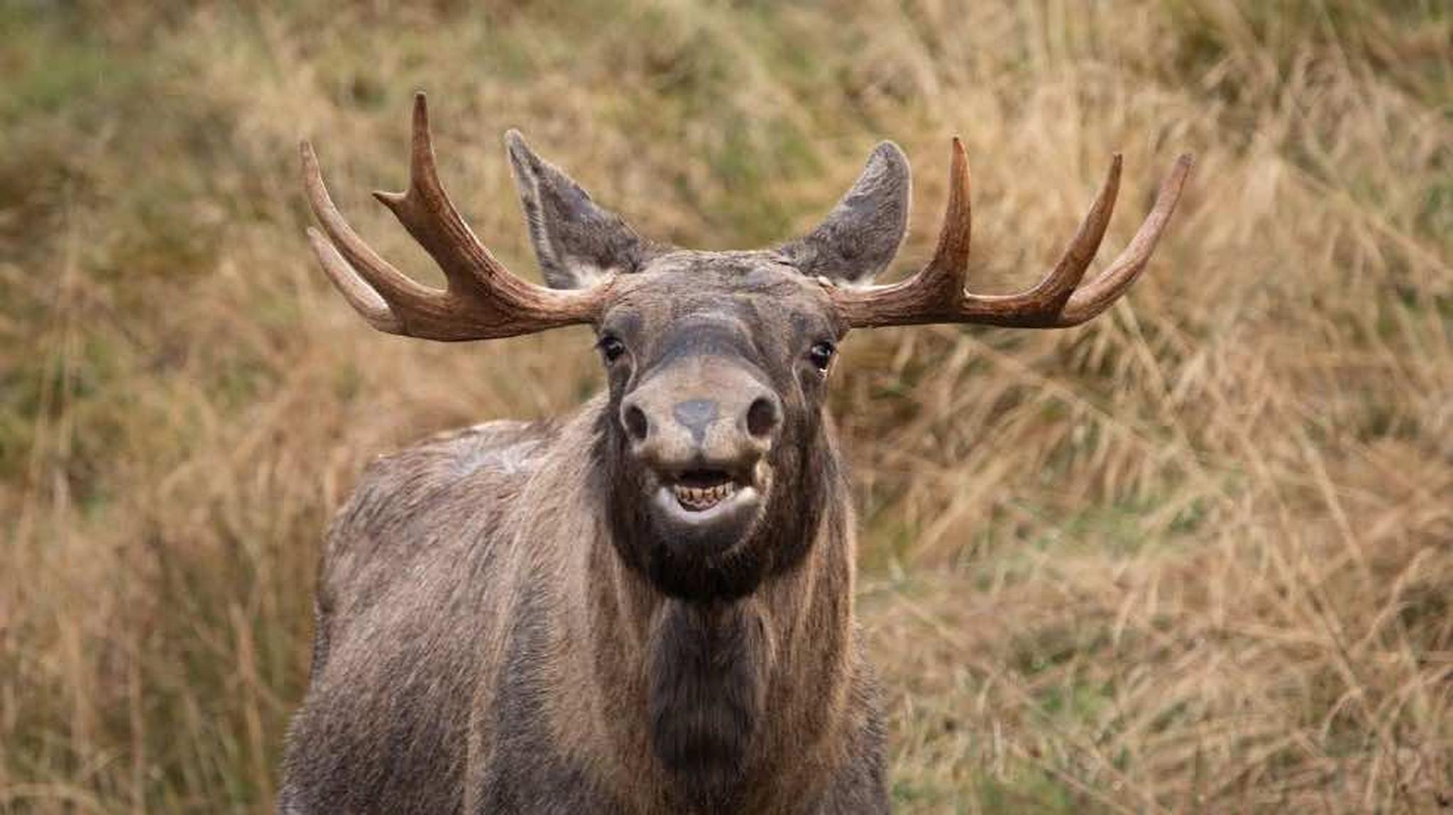A moose with large antlers stands facing forward in a grassy field