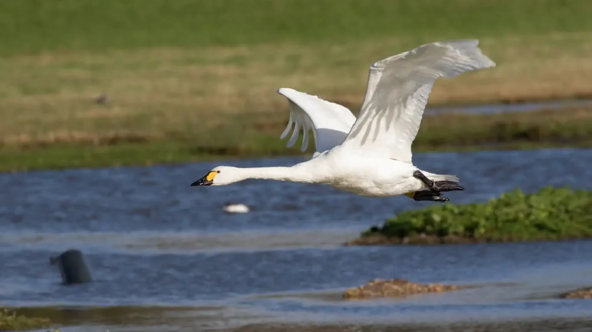 A swan with white feathers flying over a wetland area