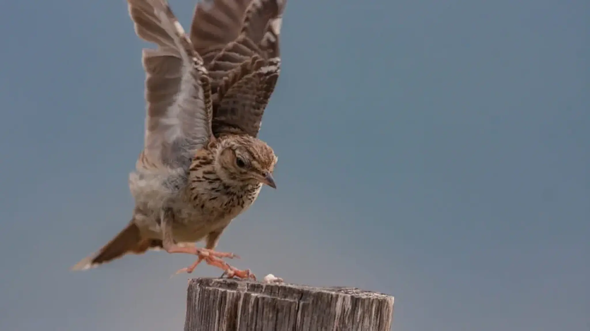 A small woodlark bird spreading its wings while perched on a wooden post