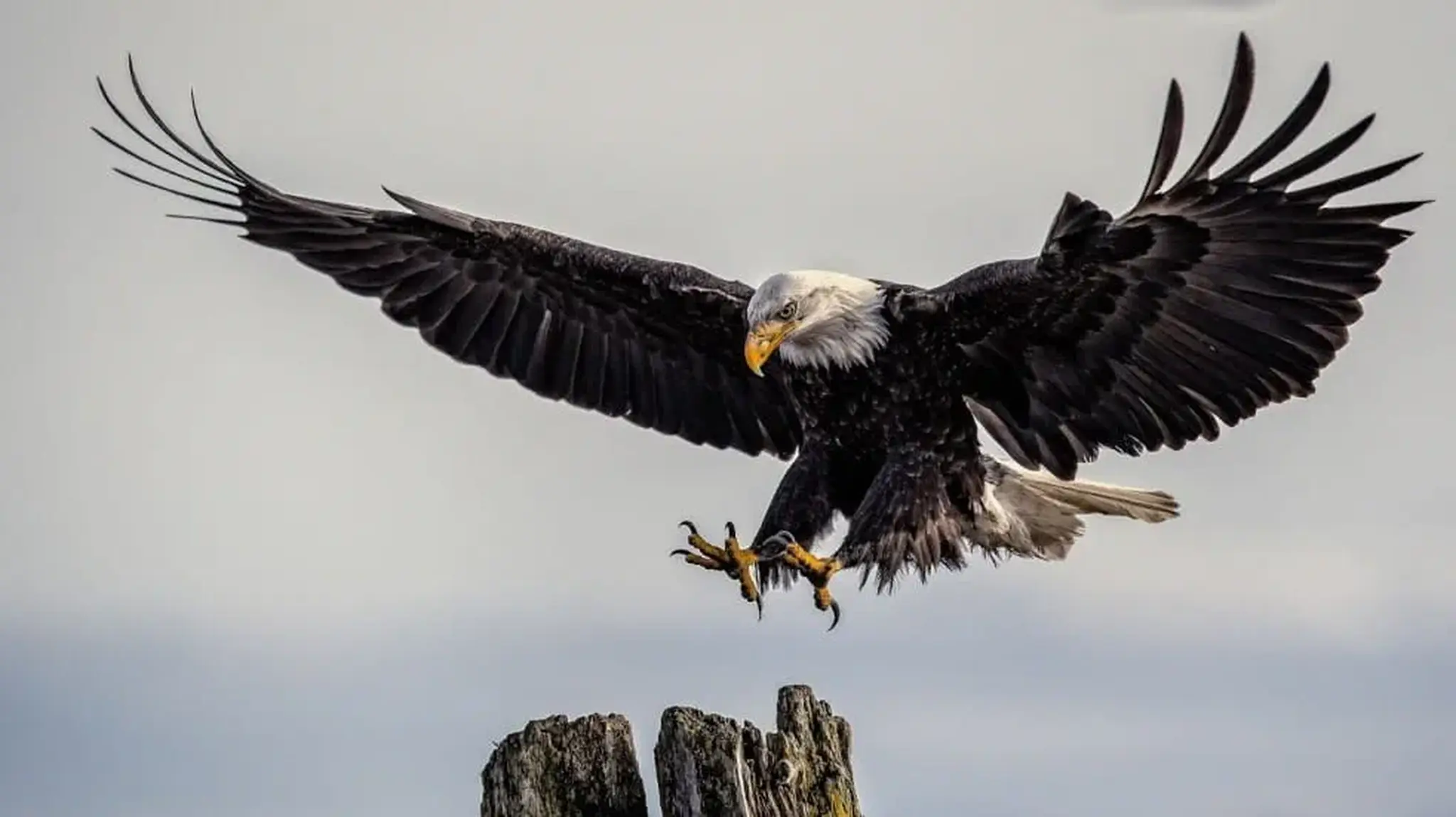 A bald eagle with outstretched wings descends onto a weathered wooden post