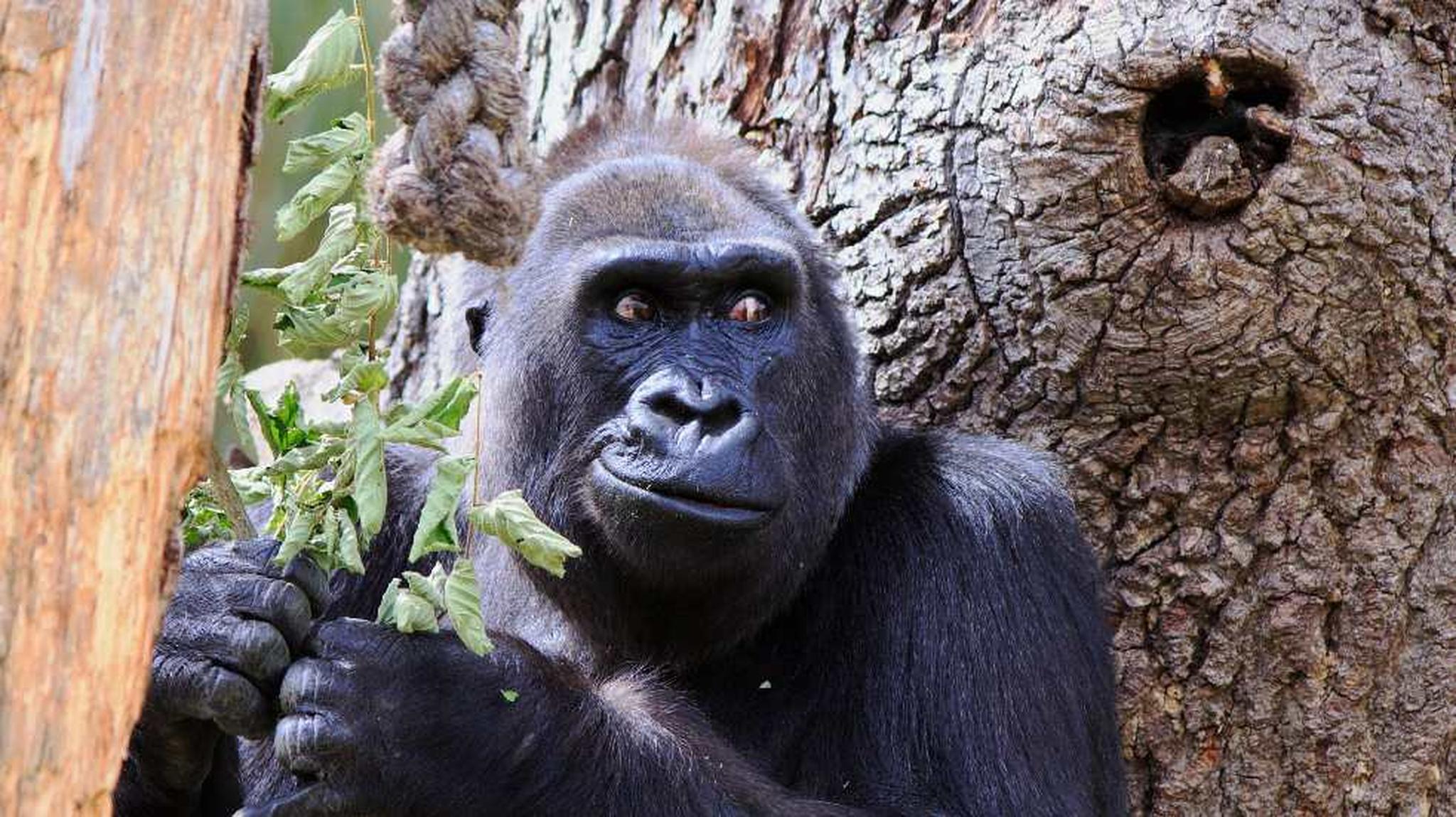 Gorilla holding leafy branches, standing against a large tree trunk