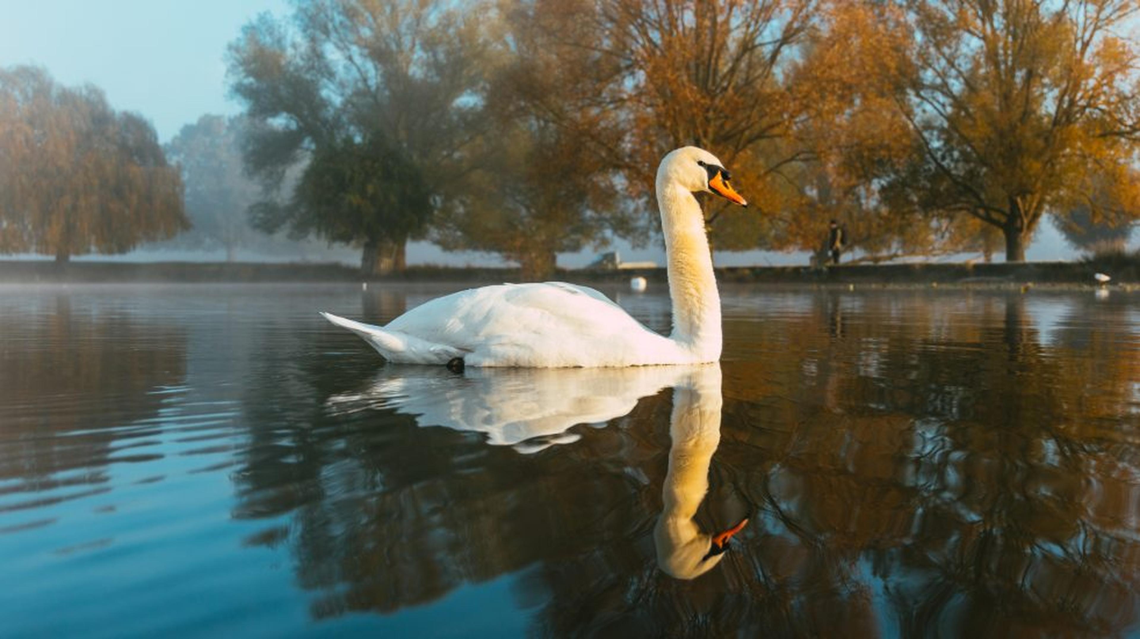 Pub Lunch at the Beehive and visit to Earlswood Lakes