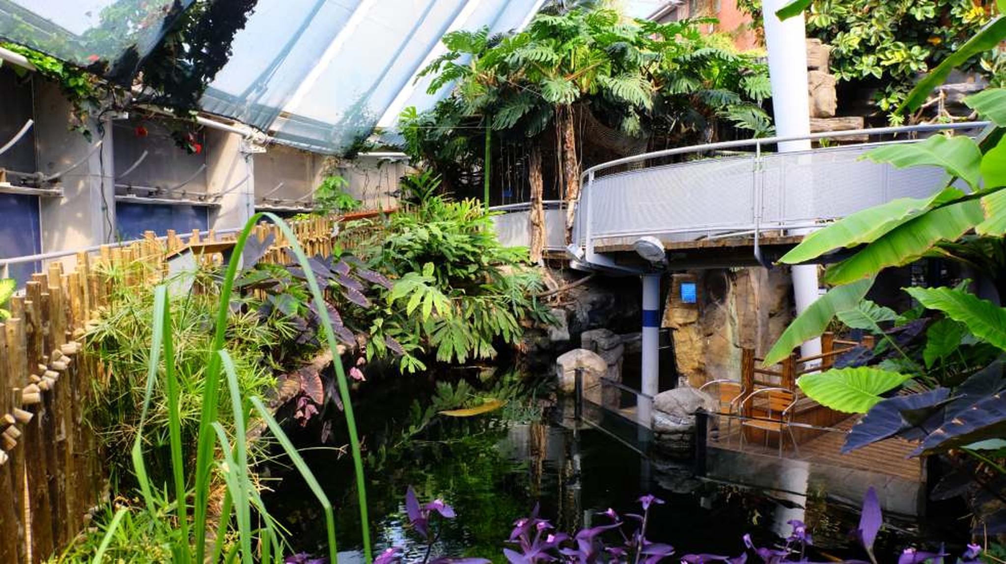 Indoor tropical garden featuring green plants, a small pond, and a curved walkway