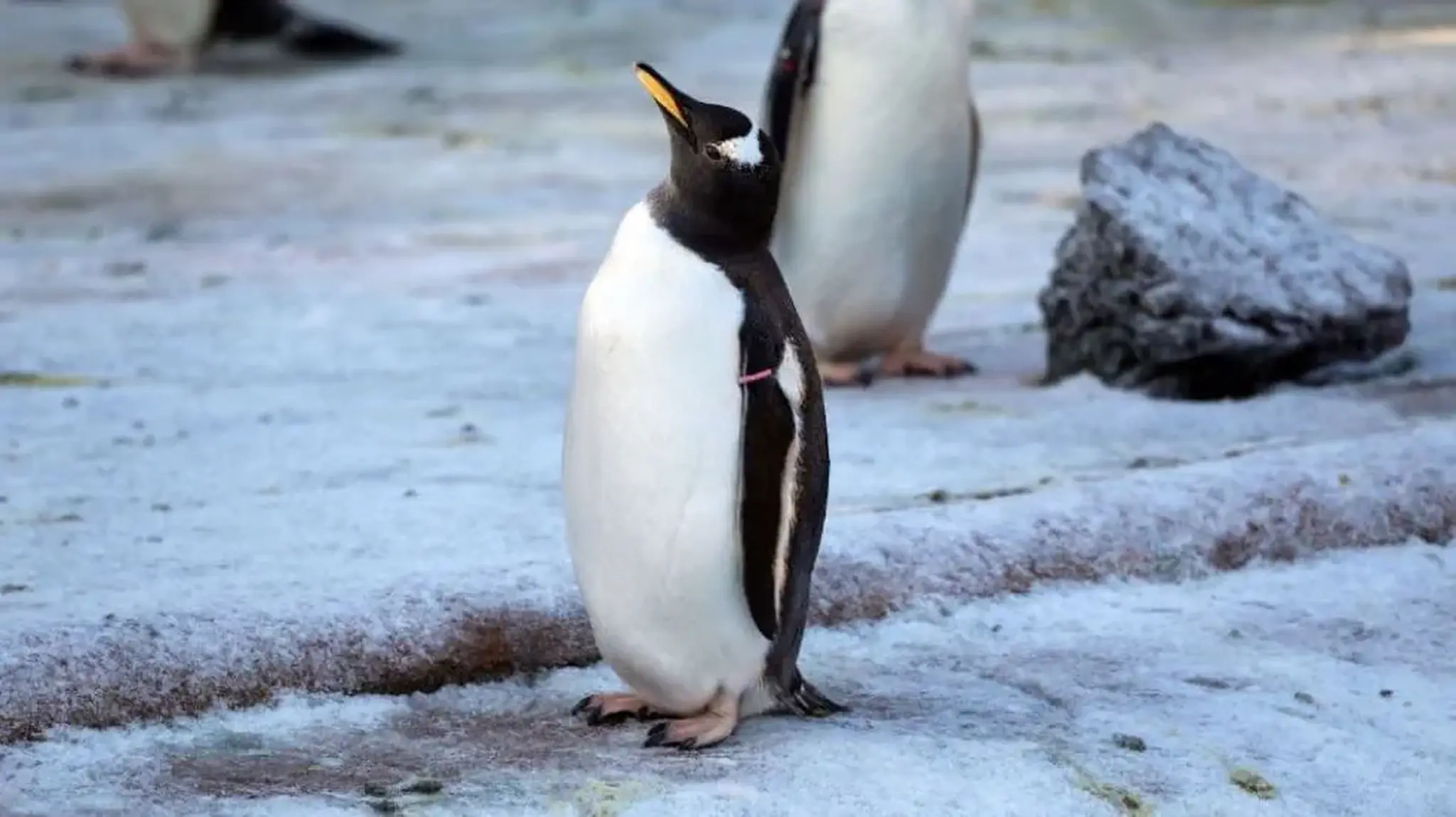 A penguin stands on snowy ground