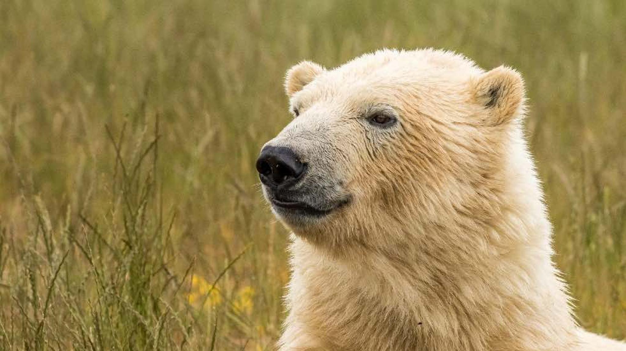 A polar bear with a white, fluffy coat stands in a grassy field