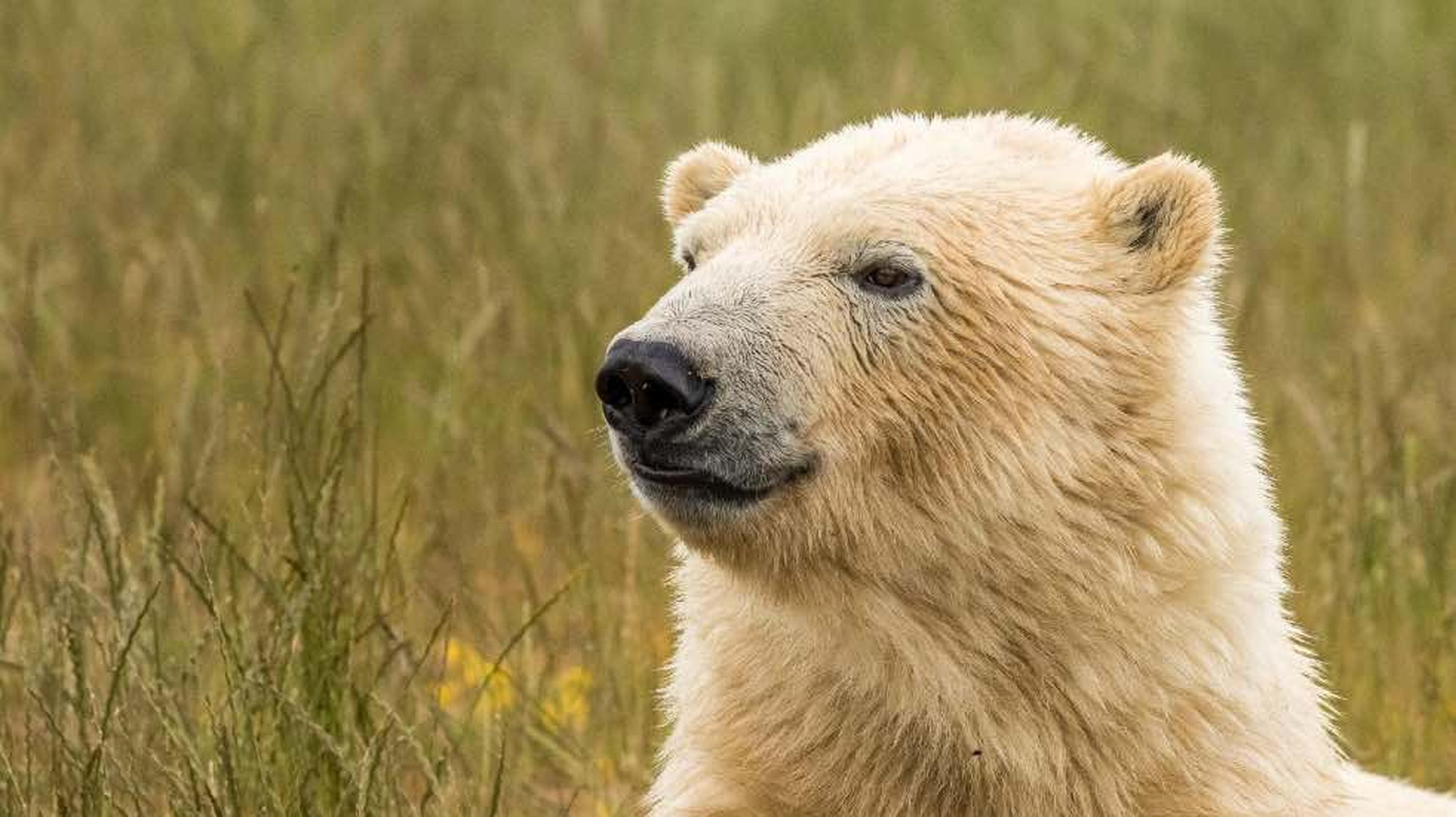 Club Night talk on bears
