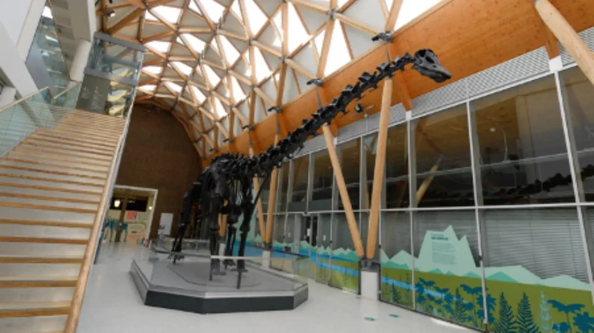 A long-necked dinosaur skeleton exhibit in a museum featuring dinosaur on display