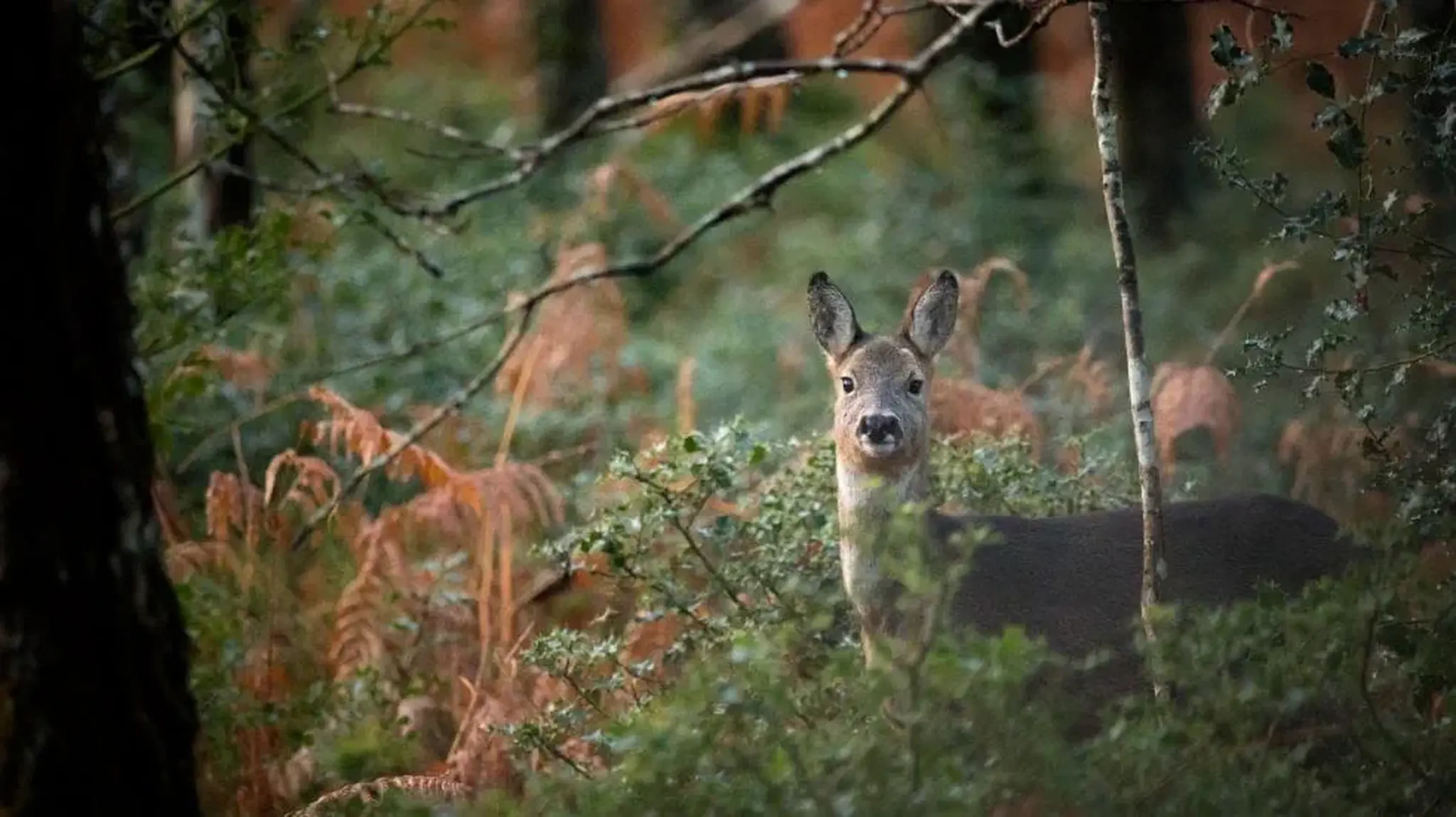 A roe deer stands alert in a dense forest, surrounded by green foliage and brown ferns