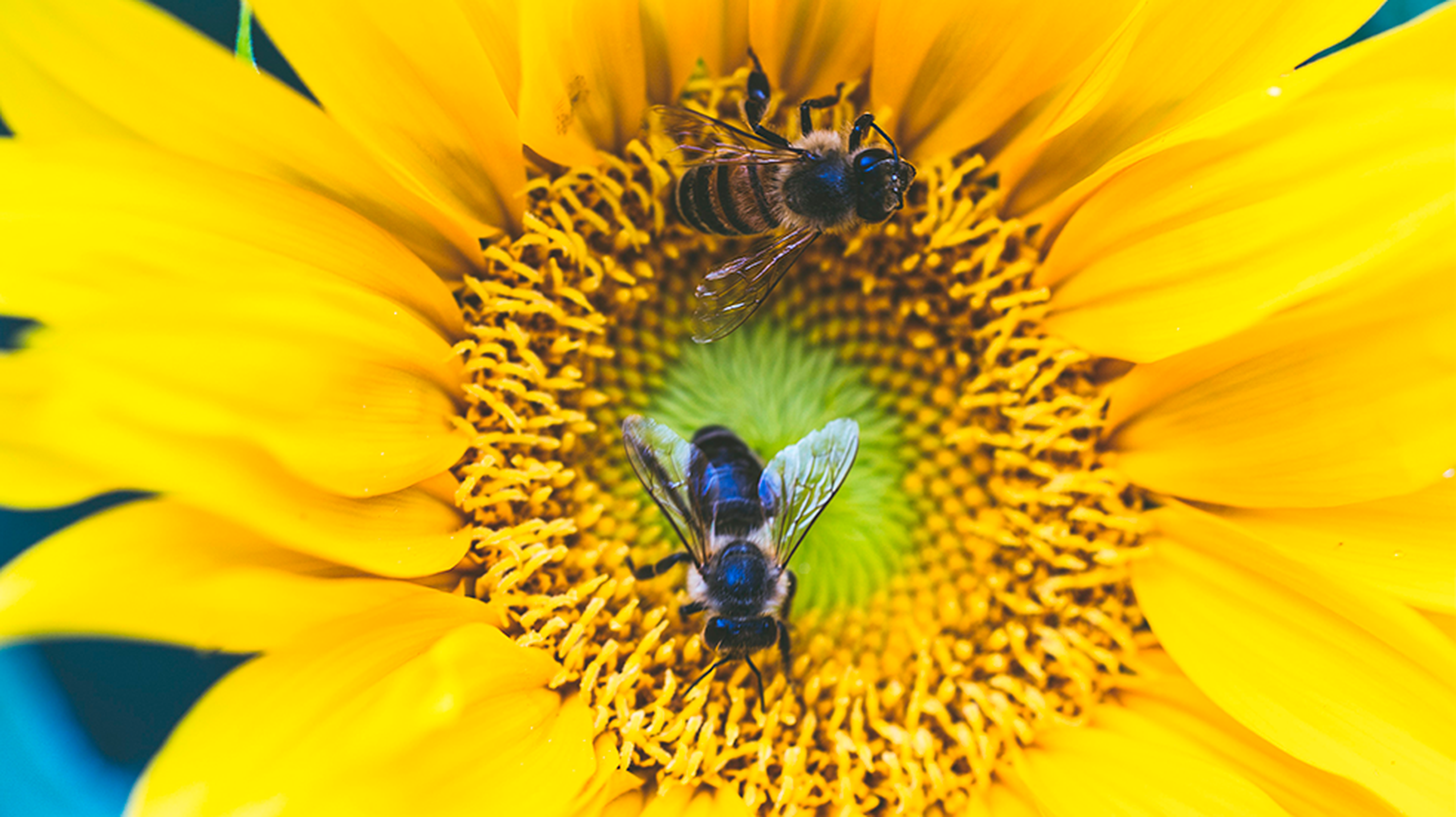 How to grow a pollinator-friendly garden throughout the seasons 