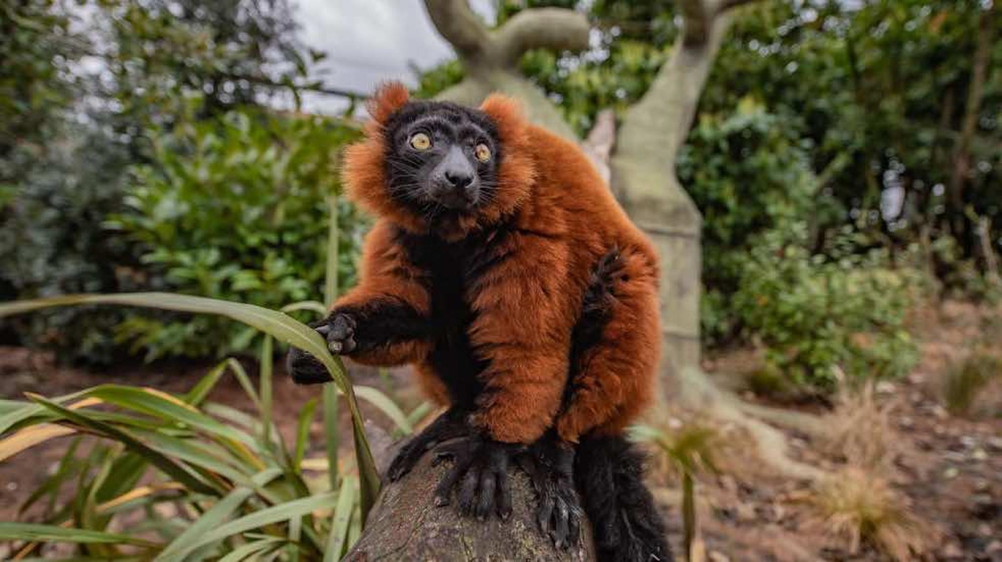 Red ruffed lemur with bright eyes perched on a branch
