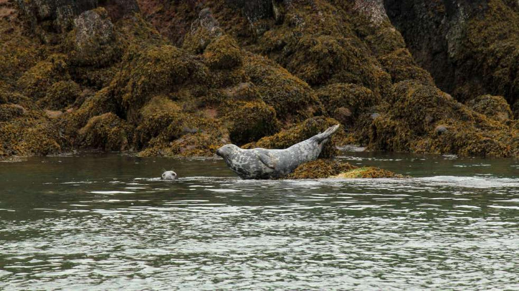 A seal rests on a moss-covered rock, with another seal swimming nearby in the calm water