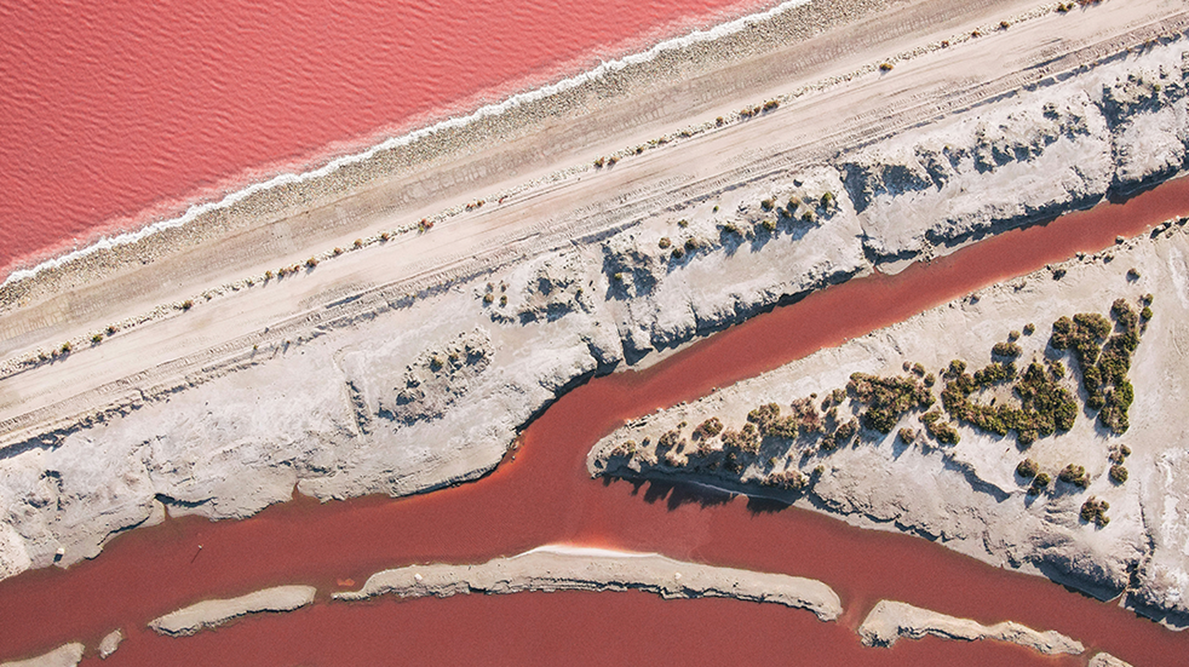 Pink in Camargue