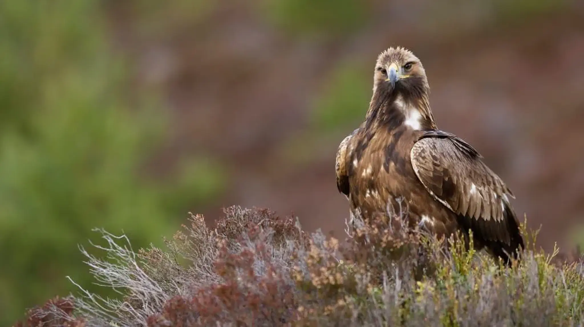 A golden eagle perched on a shrub, gazing ahead