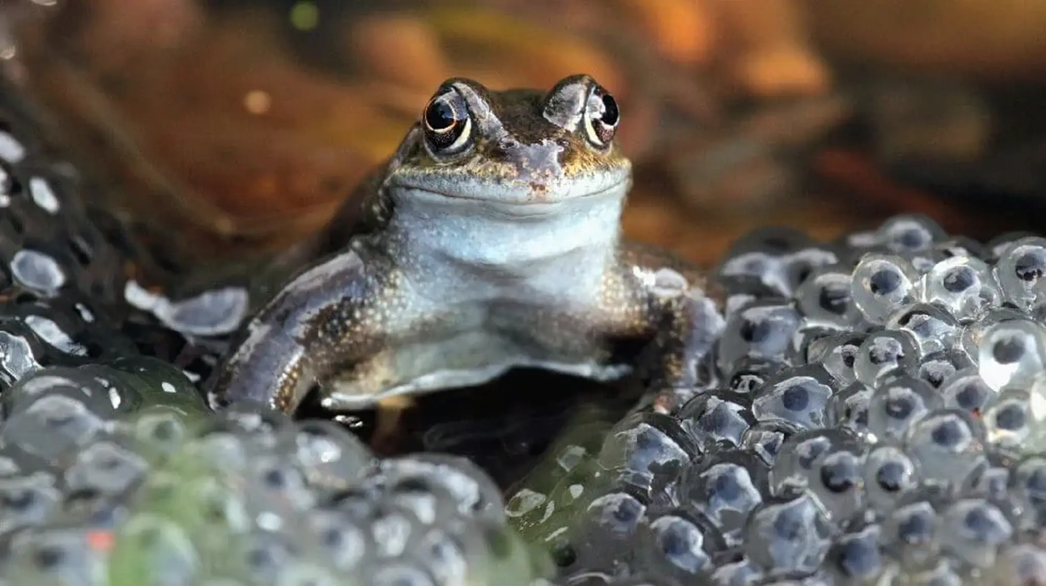 Close-up of a frog partially submerged in water, surrounded by clusters of translucent frog eggs