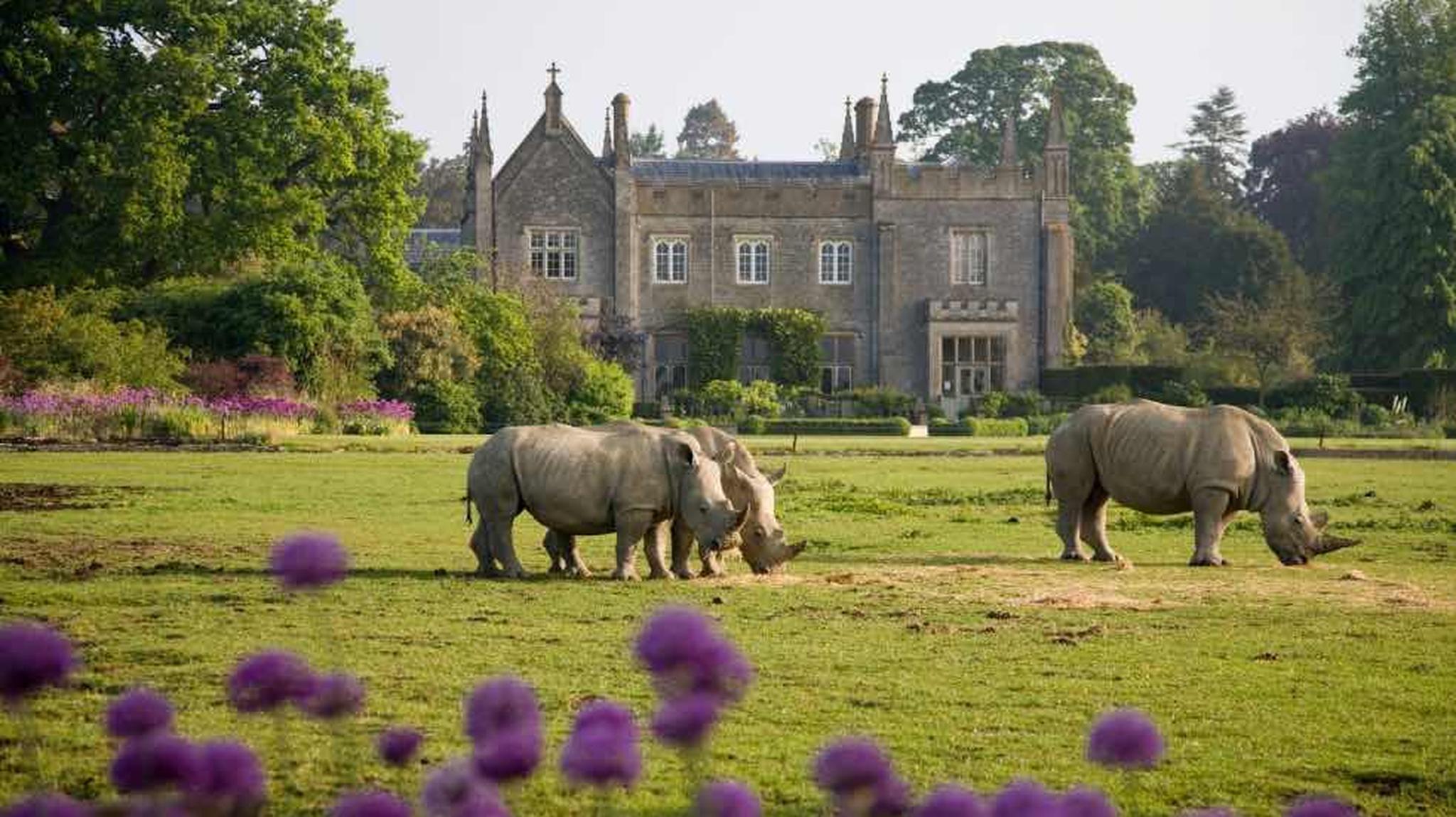 Three rhinos graze in a grassy field with a historic stone mansion in the background