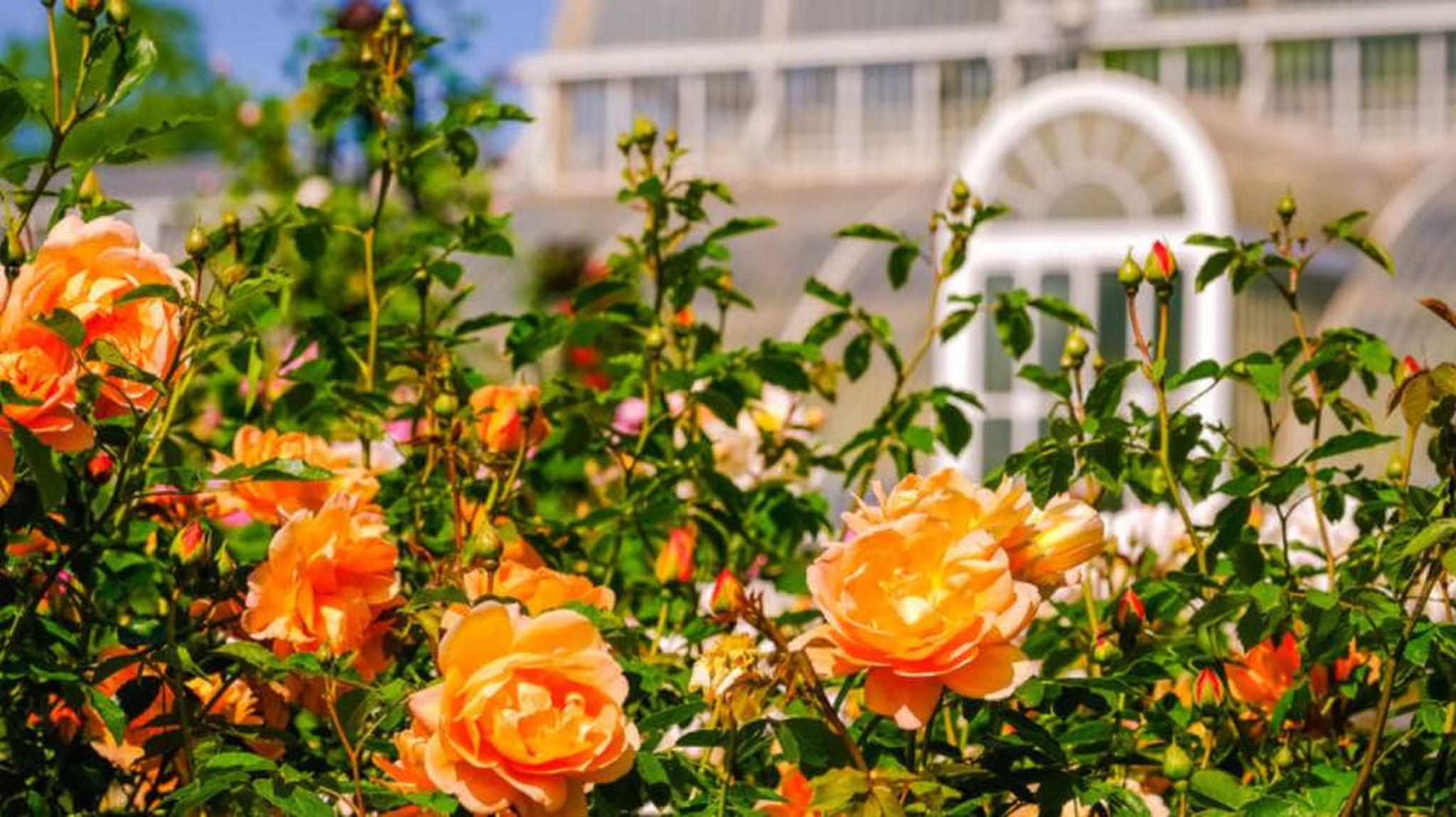 Orange roses blooming in a garden, with a greenhouse featuring arched windows in the background under a clear blue sky.
