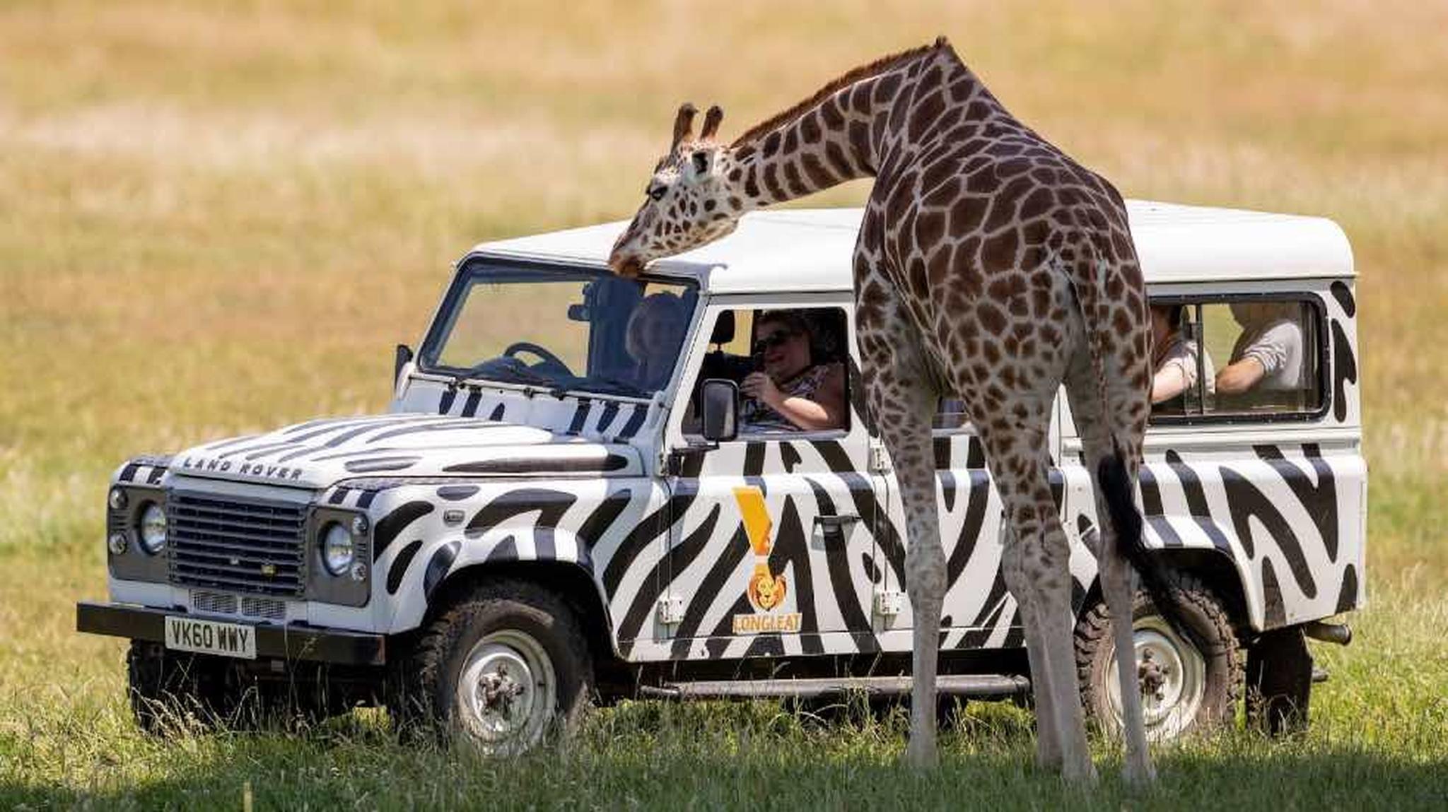 A zebra-striped safari vehicle is parked on grass as a giraffe interacts with a passengers through open window