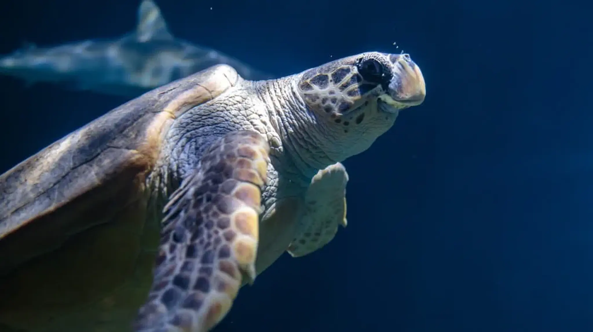 A sea turtle gracefully swimming in water