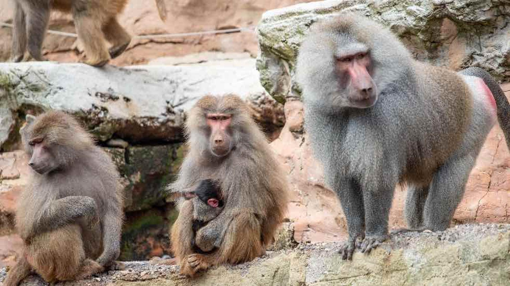 A group of baboons on rocky terrain with one holding an infant
