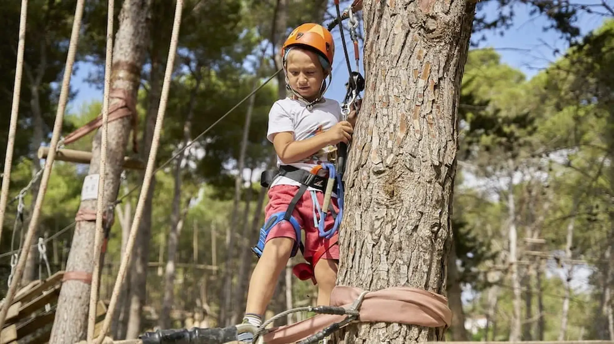A child wearing a helmet and harness climbs a tree