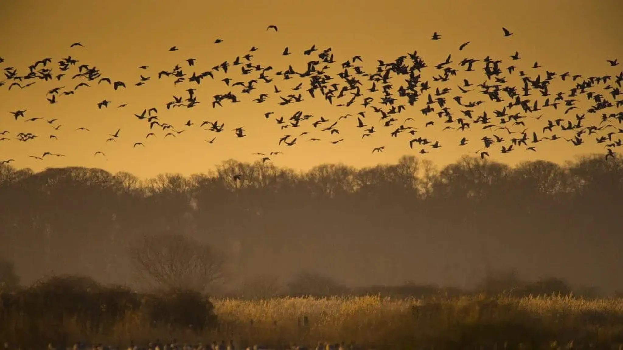 A large flock of birds flying over a misty forest and grassy field at sunset