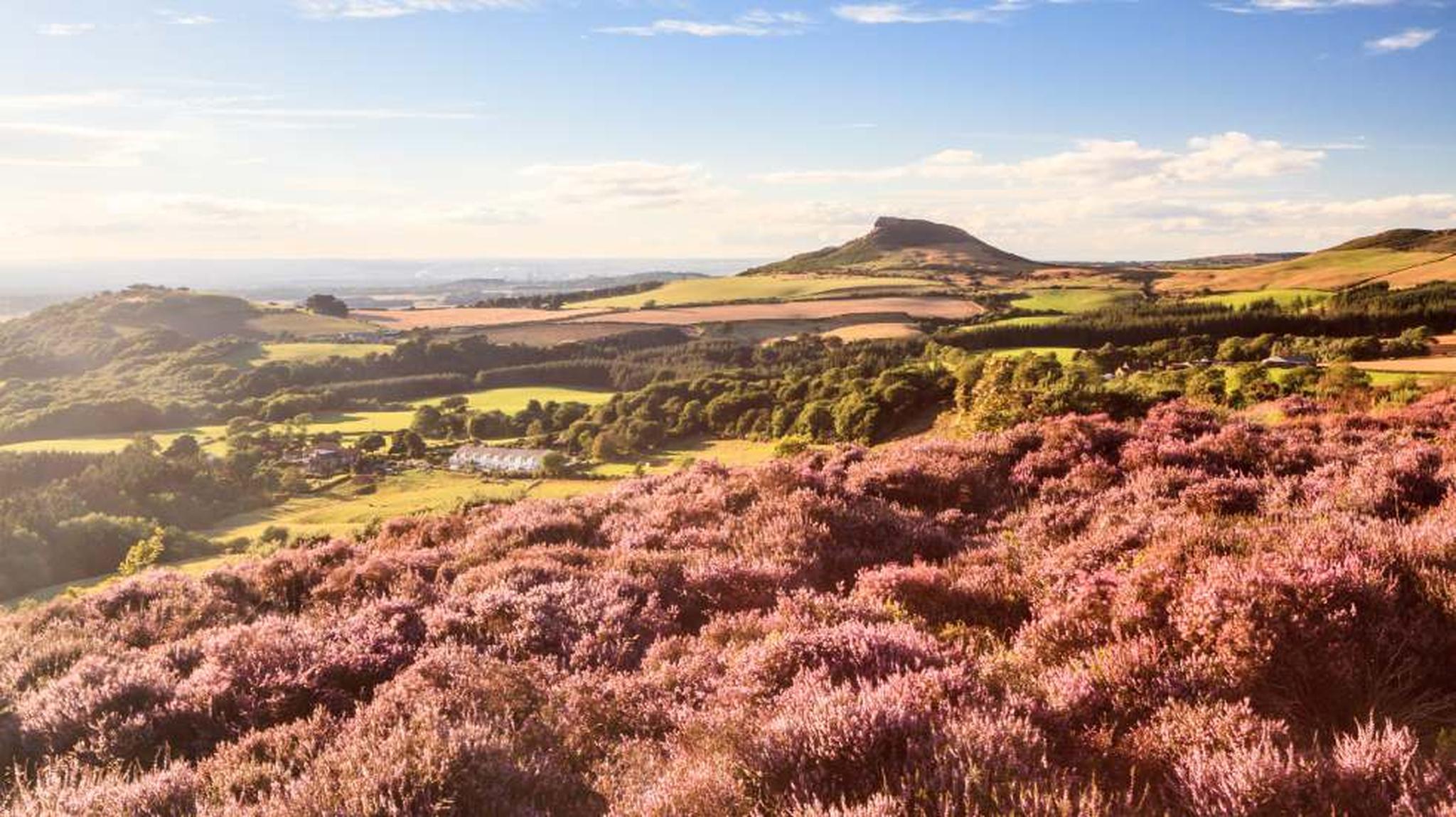Scenic landscape with rolling hills, purple heather in the foreground, green fields, and a distinctive hill under a blue sky with clouds.