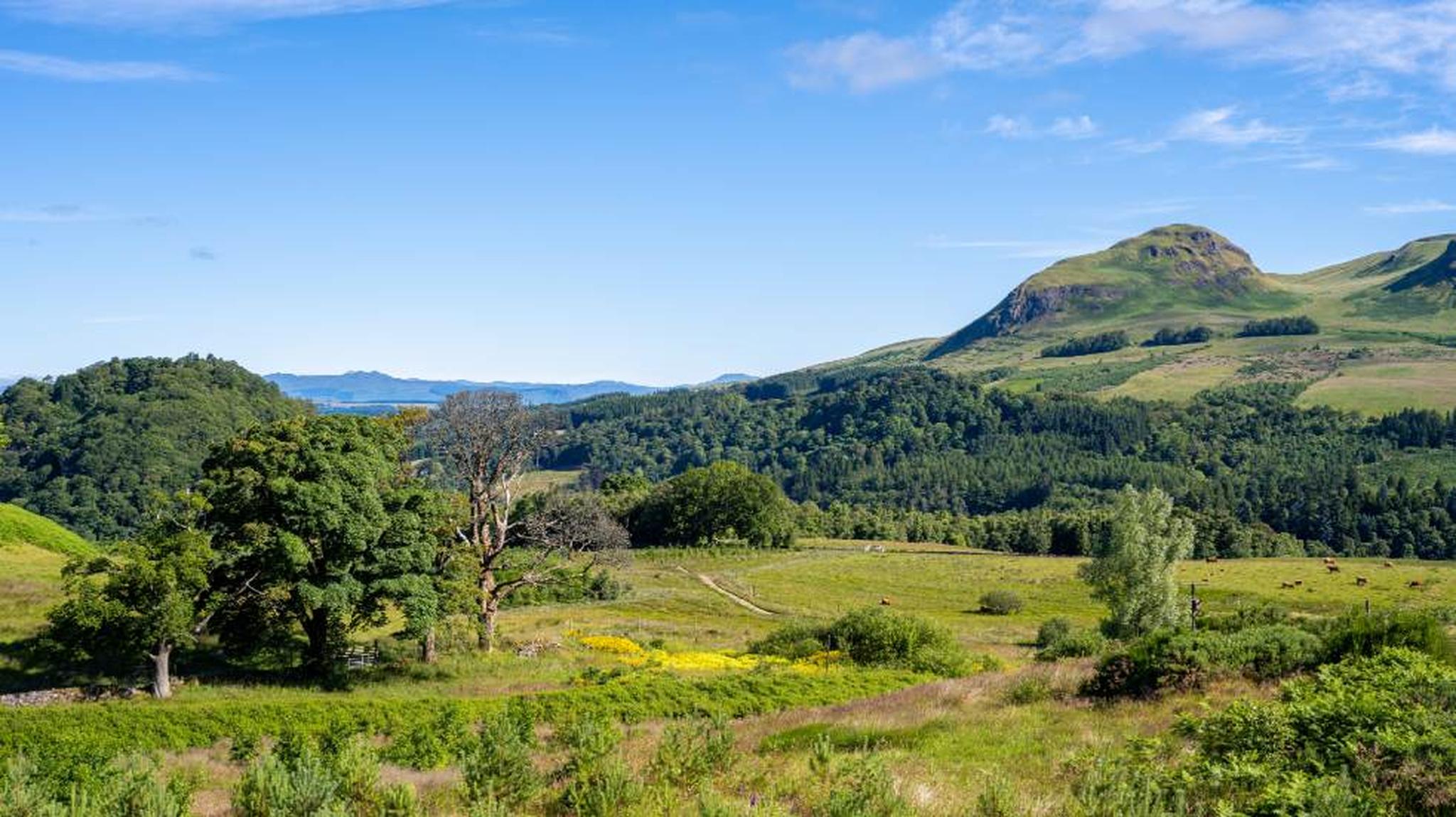 Scenic view of a lush green landscape with rolling hills, scattered trees, and a clear blue sky in the background.