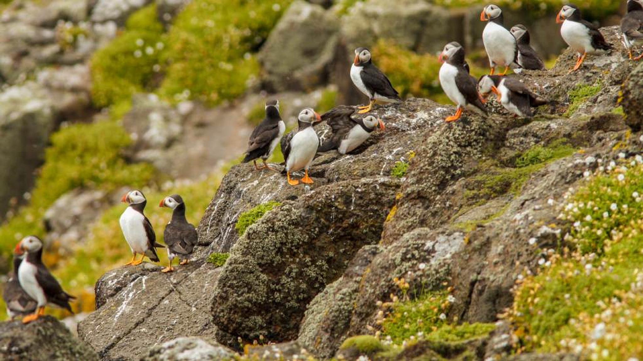 A group of puffins with colourful beaks perched on a rocky, moss-covered hillside